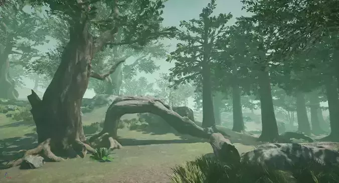 Asia Forest Tree And Rocks