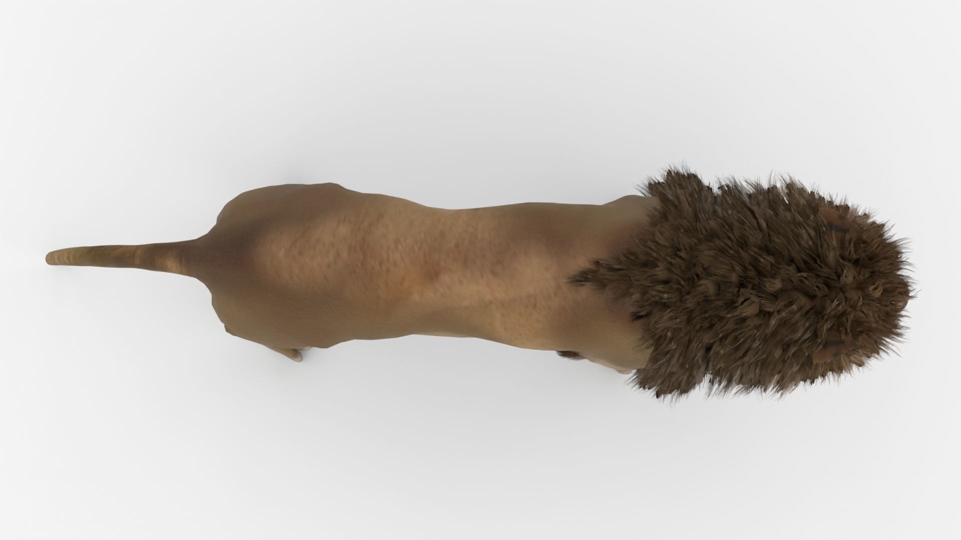 Realistic Scan Lion Low-poly 3D model_11