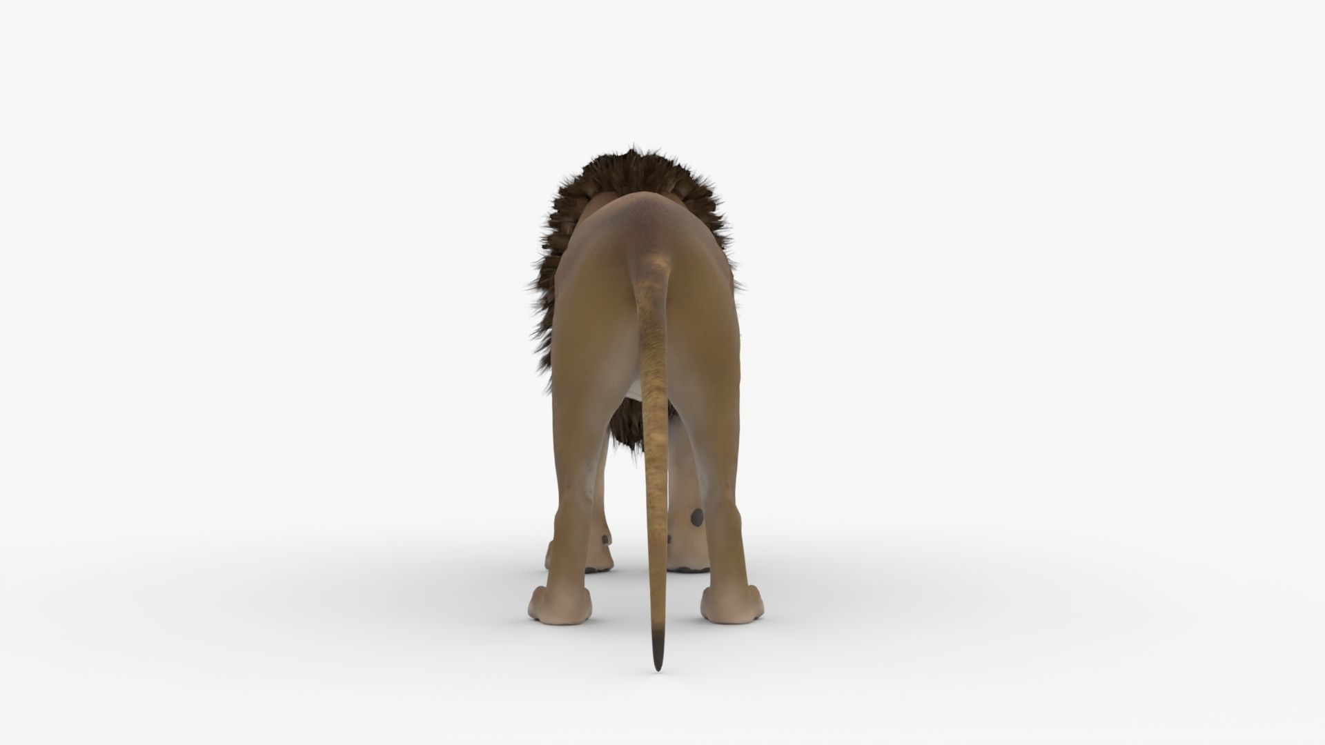 Realistic Scan Lion Low-poly 3D model_9