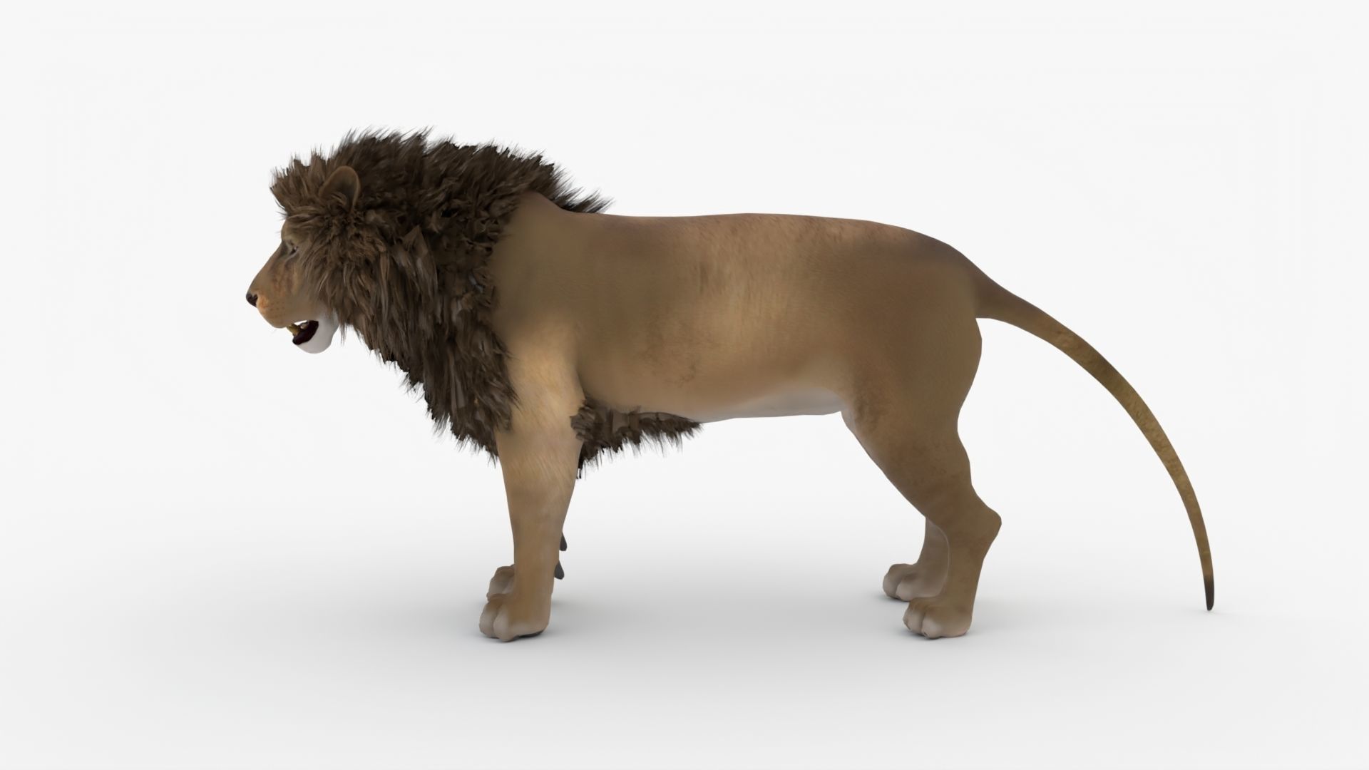 Realistic Scan Lion Low-poly 3D model_7