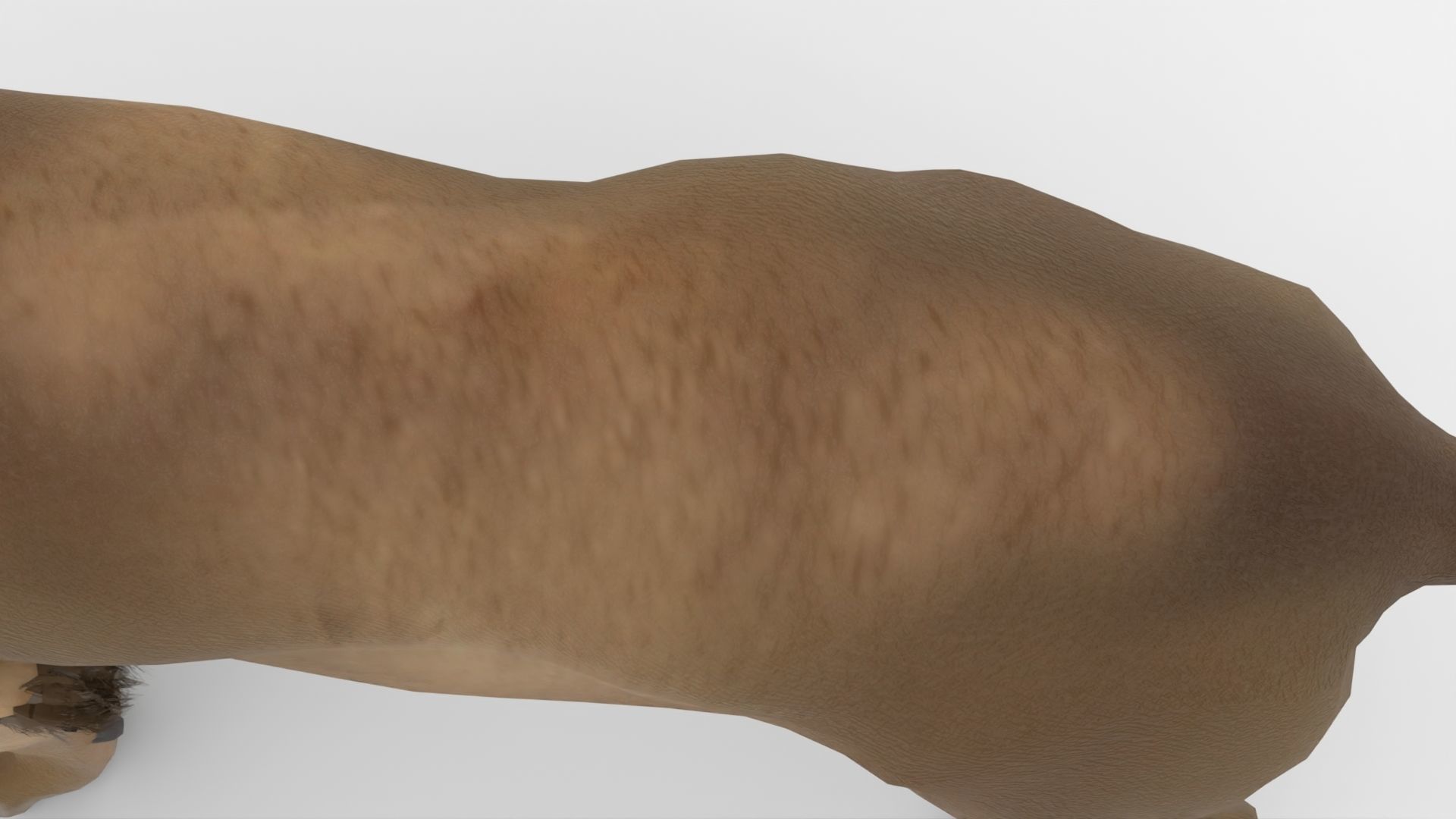 Realistic Scan Lion Low-poly 3D model_5