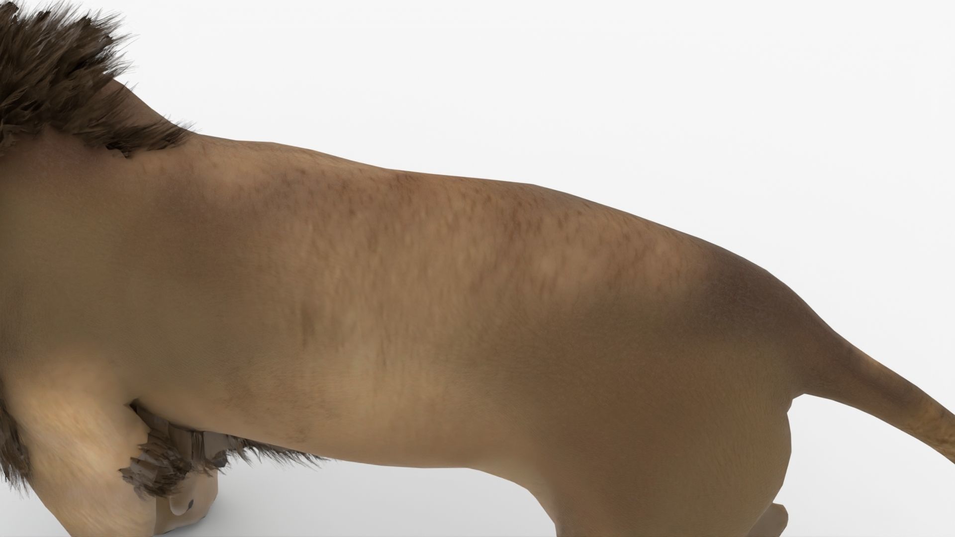 Realistic Scan Lion Low-poly 3D model_4