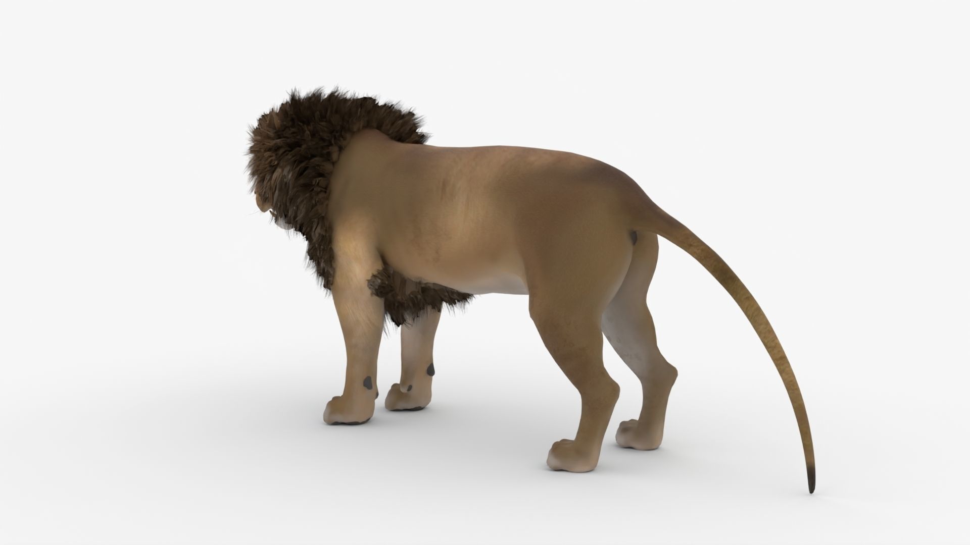Realistic Scan Lion Low-poly 3D model_8
