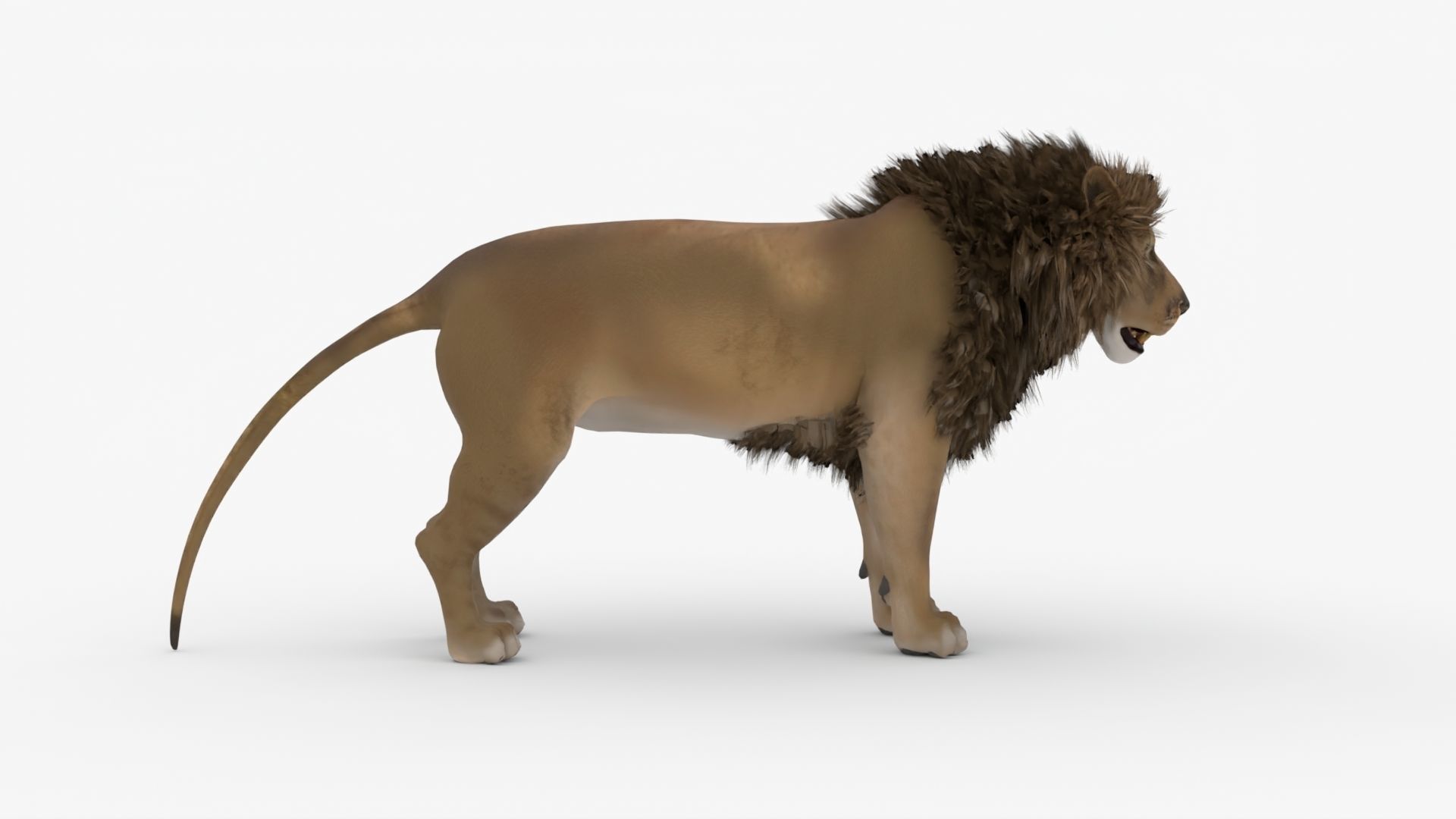 Realistic Scan Lion Low-poly 3D model_10