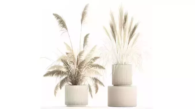 Beautiful bushes pampas grass for decoration in pots 1289