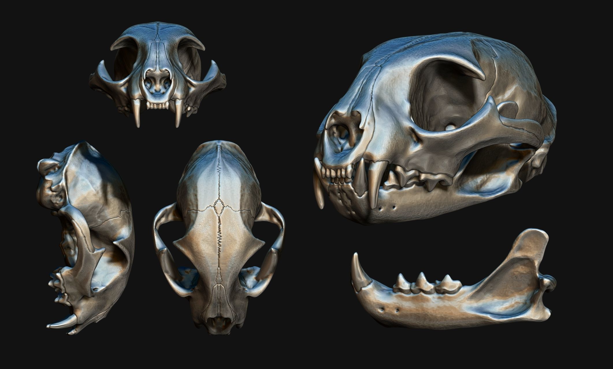 Lynx rufus - Red Lynx Skull CNC and 3D print model_17