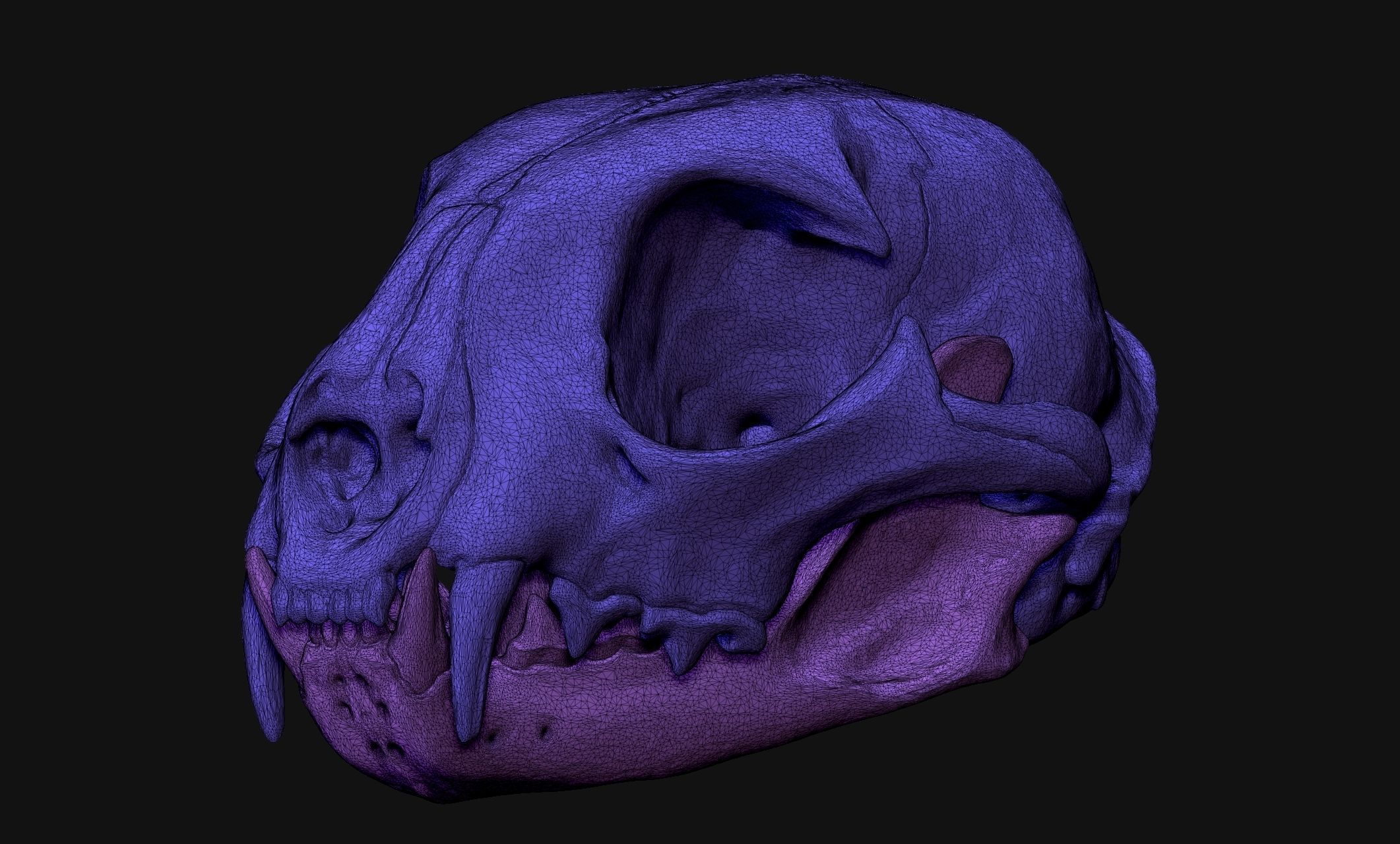 Lynx rufus - Red Lynx Skull CNC and 3D print model_15
