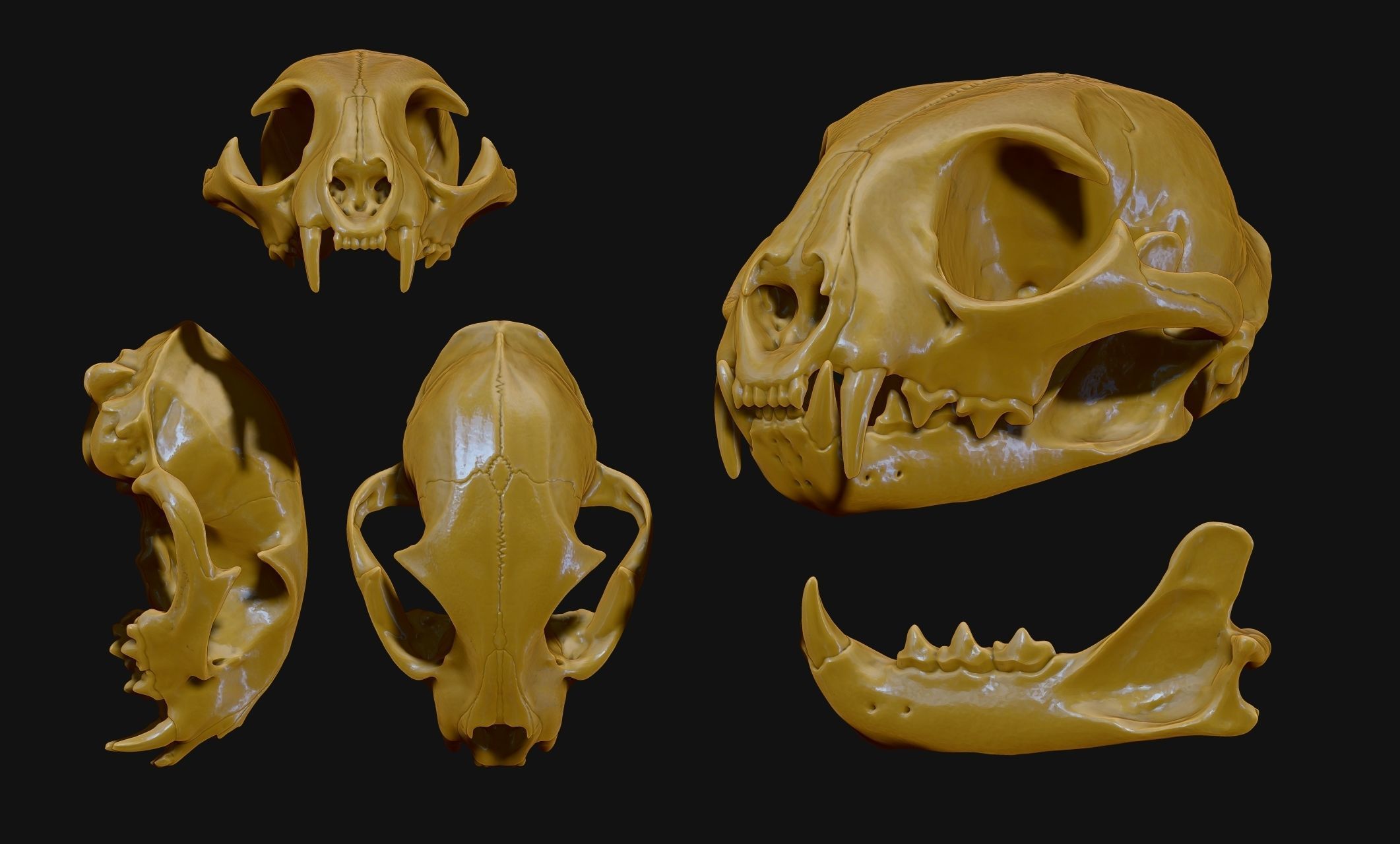 Lynx rufus - Red Lynx Skull CNC and 3D print model_6