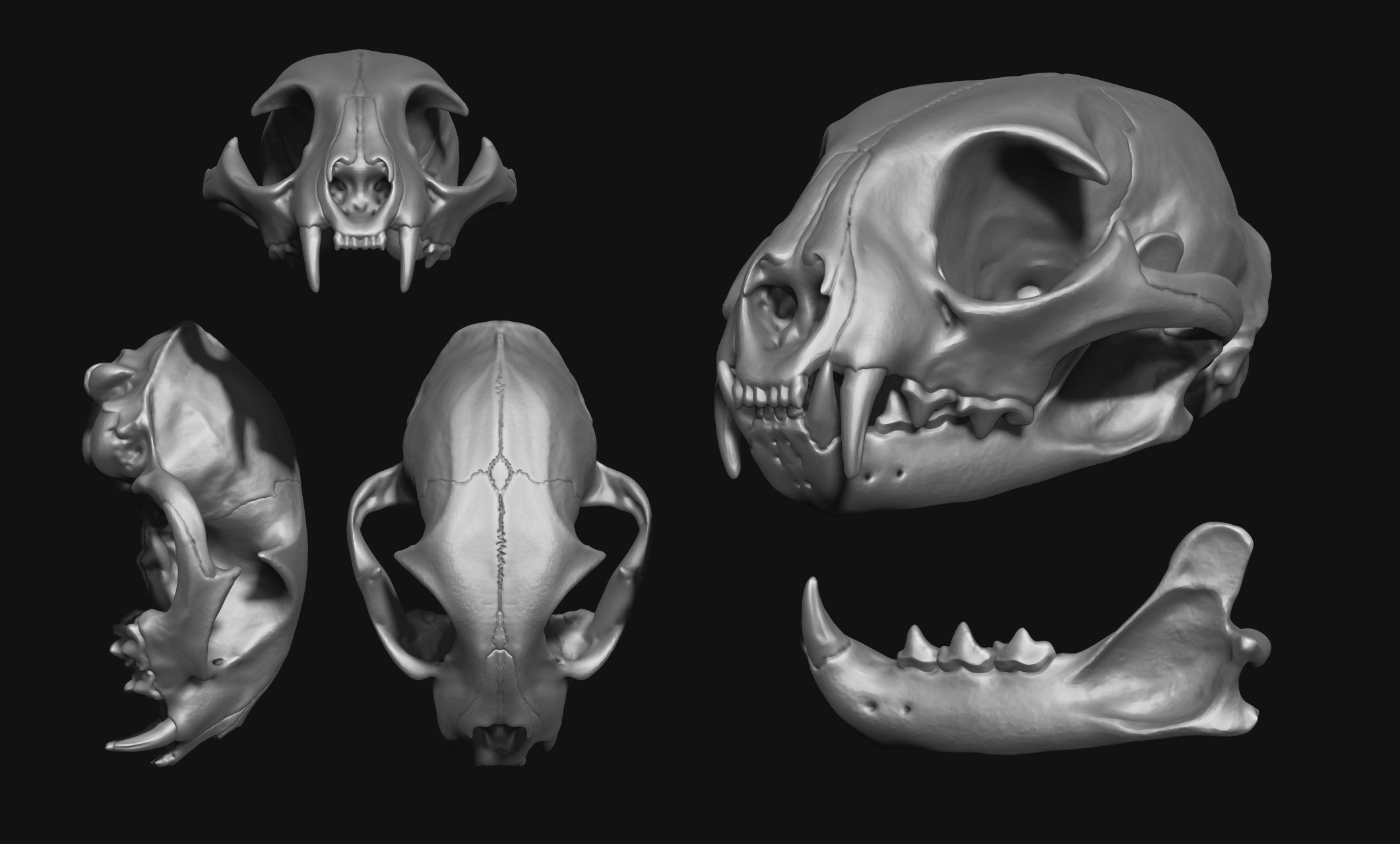 Lynx rufus - Red Lynx Skull CNC and 3D print model_16