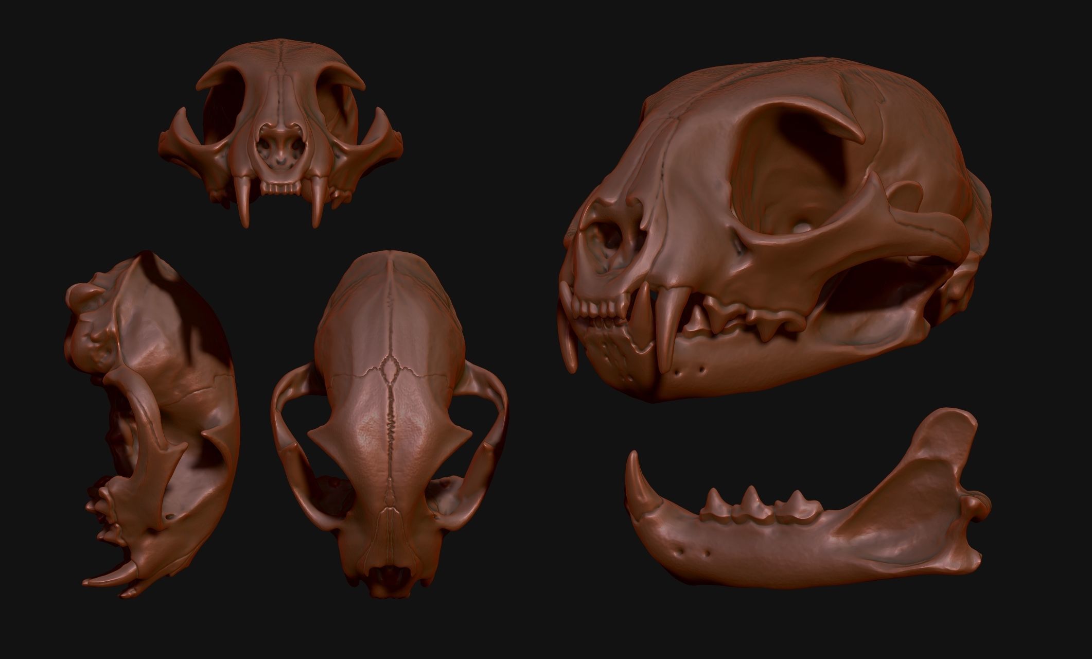 Lynx rufus - Red Lynx Skull CNC and 3D print model_5