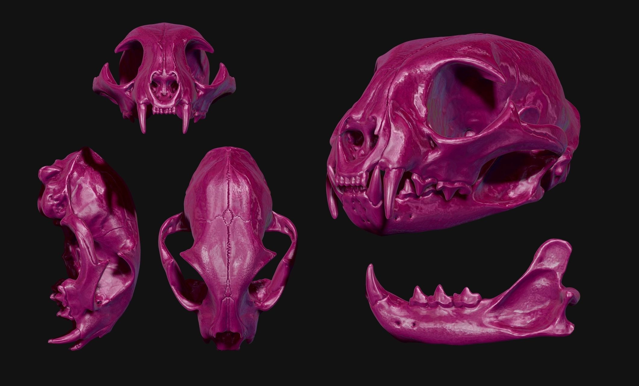 Lynx rufus - Red Lynx Skull CNC and 3D print model_8