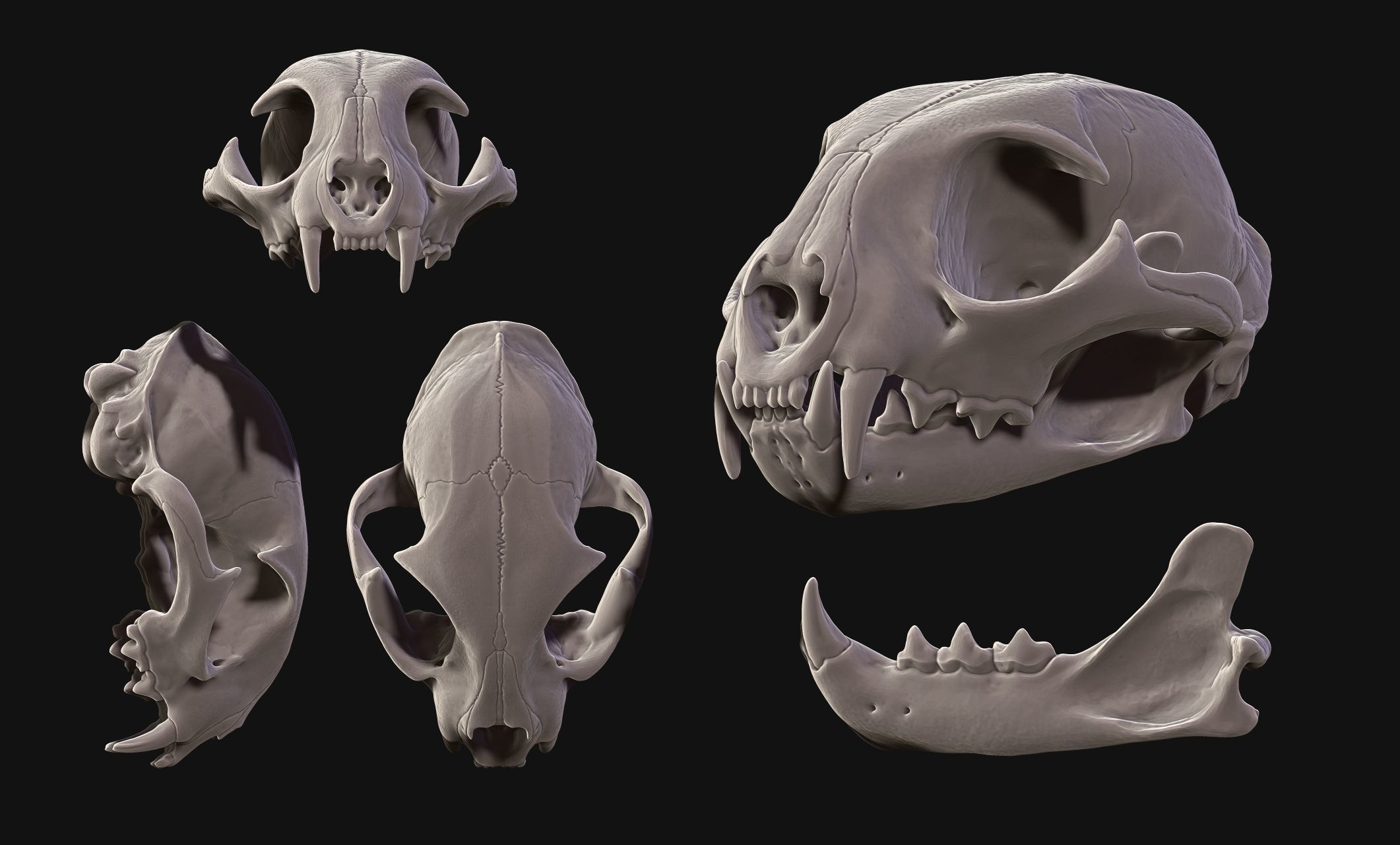 Lynx rufus - Red Lynx Skull CNC and 3D print model_4