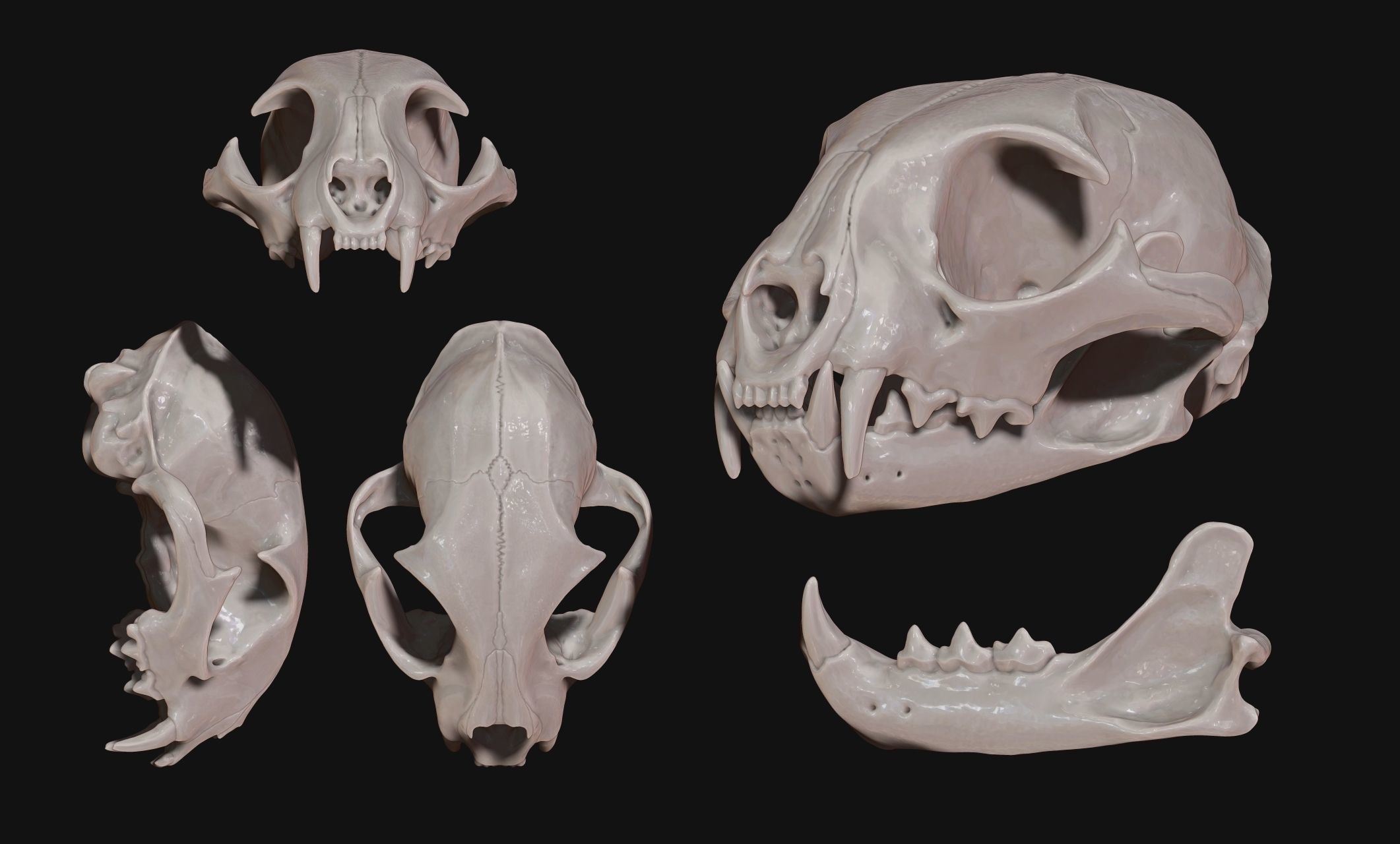 Lynx rufus - Red Lynx Skull CNC and 3D print model_14