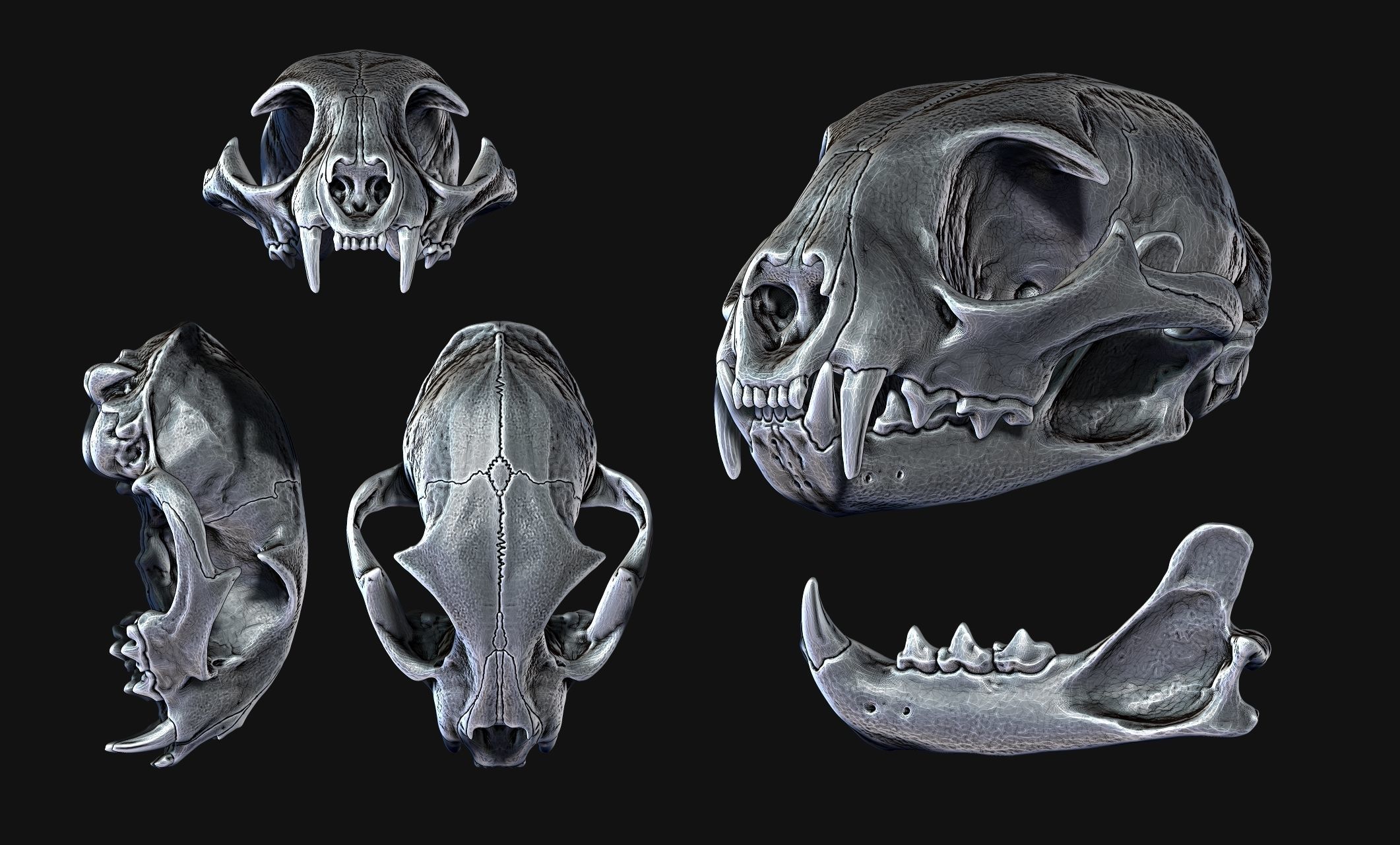 Lynx rufus - Red Lynx Skull CNC and 3D print model_3