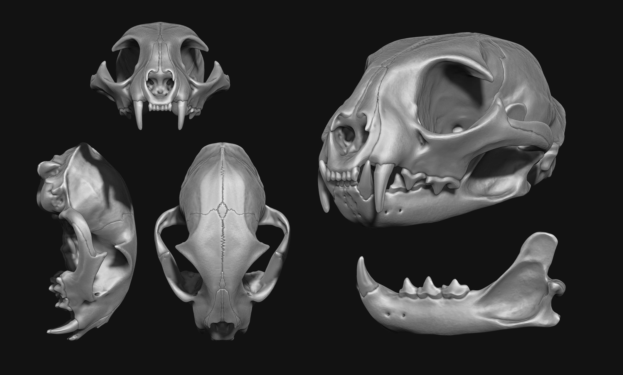 Lynx rufus - Red Lynx Skull CNC and 3D print model_2