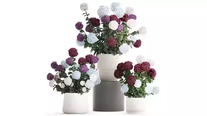 Beautiful hydrangea bushes in flower pots for decoration 1290