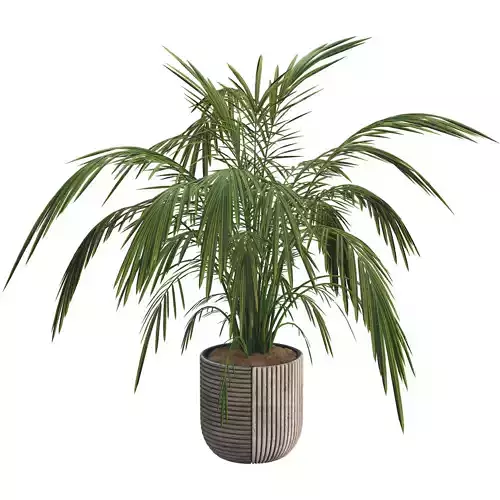 Decorative Palm tree in pot  108