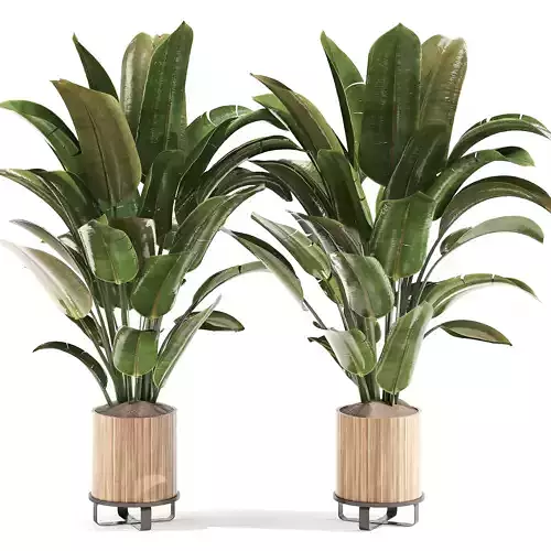 houseplants indoor 005