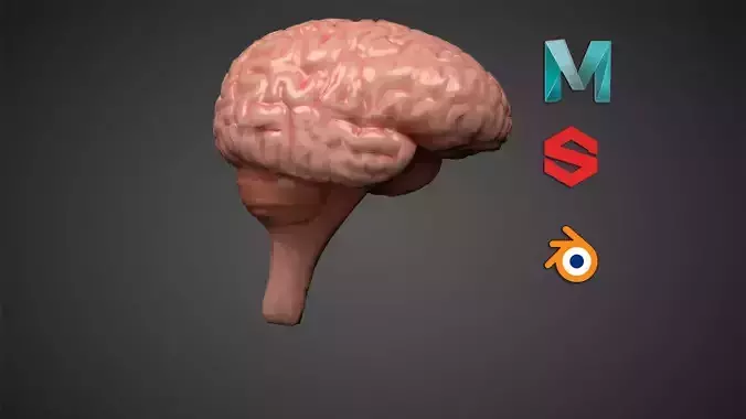Brain High Poly 3D model