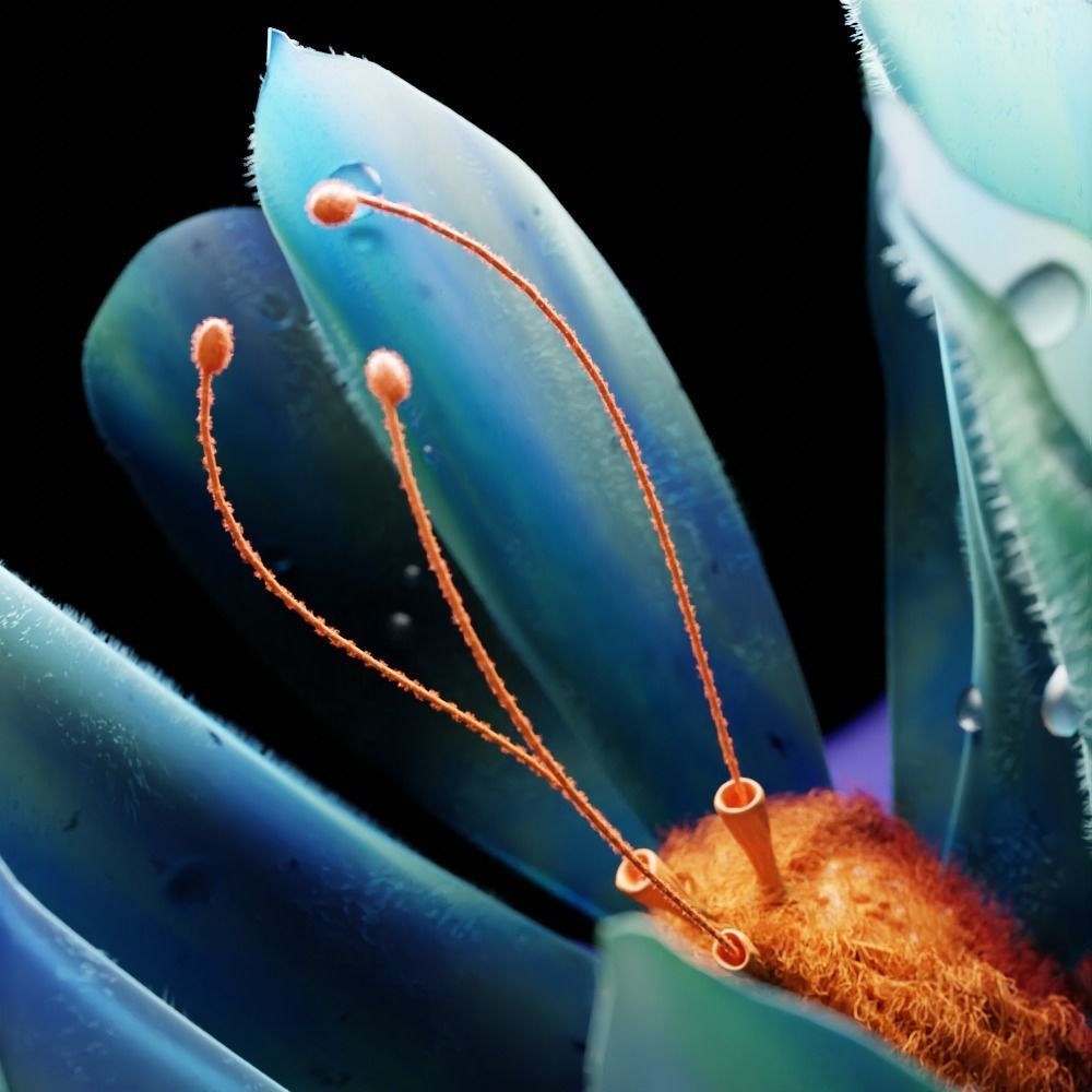 Unique Flower 3D model_2