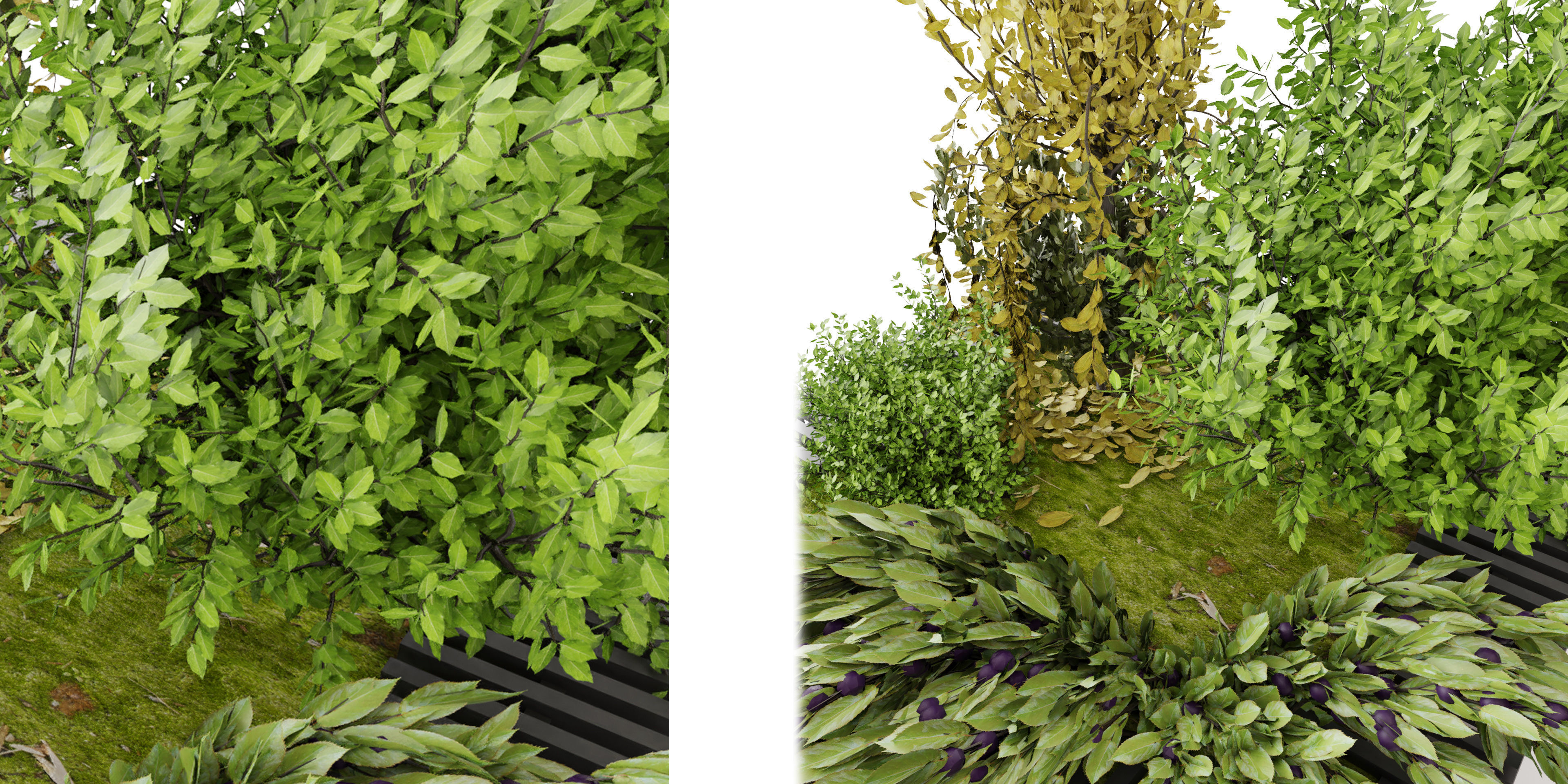 Collection plant vol 23 - blender model 3D model_3