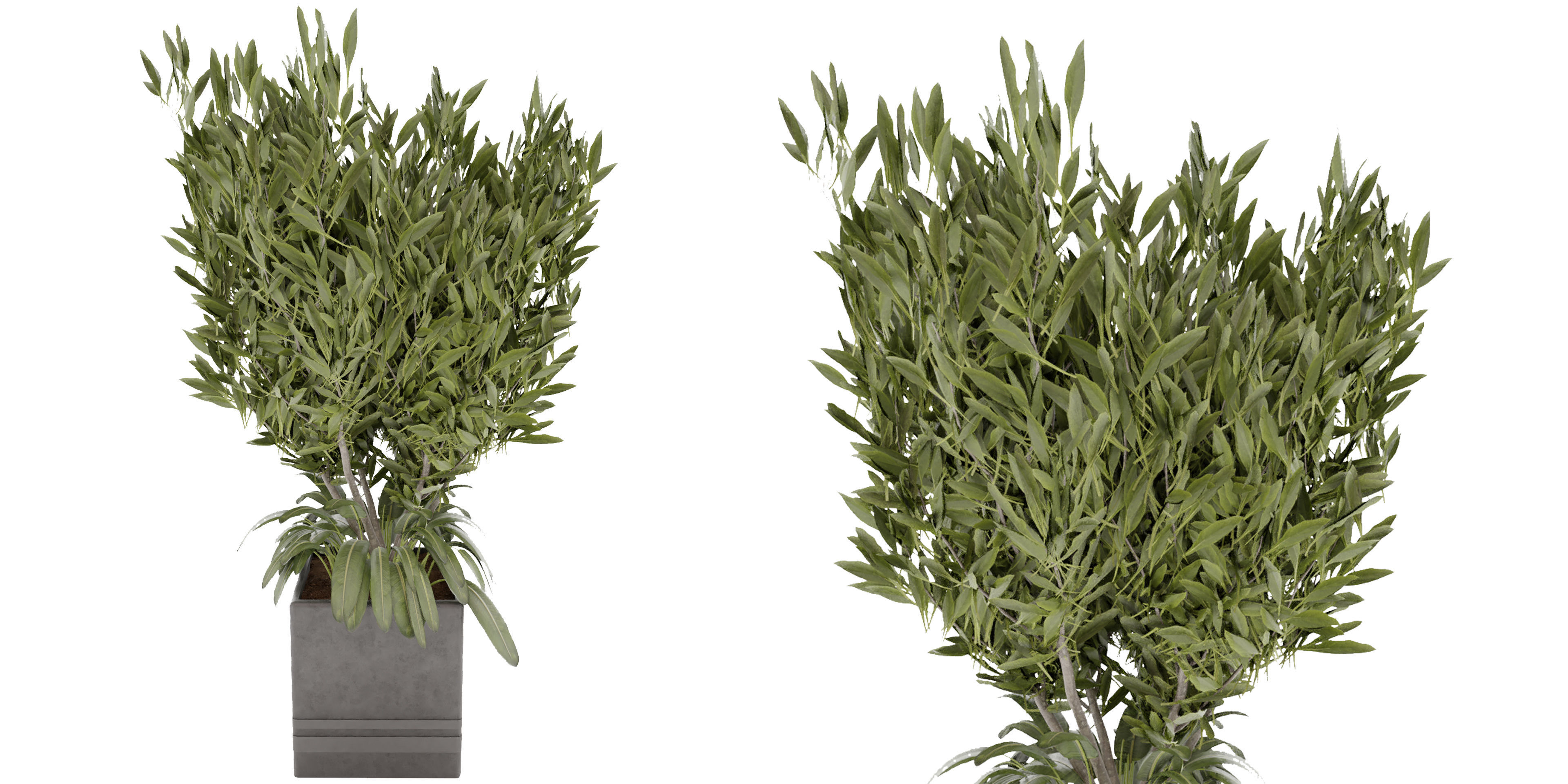 Collection plant vol 31 - blender model 3D model_2