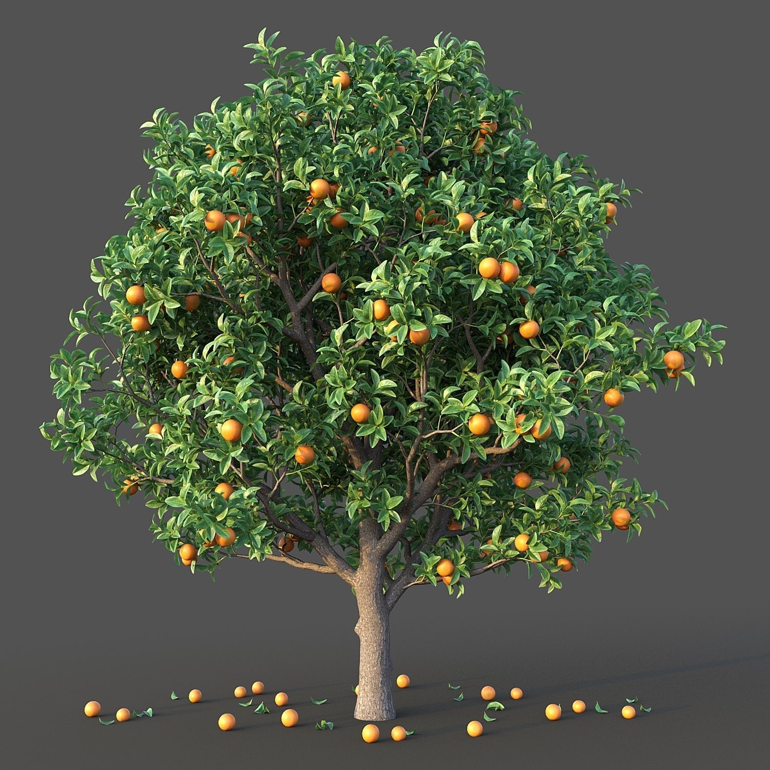 Orange Tree 3D model_5