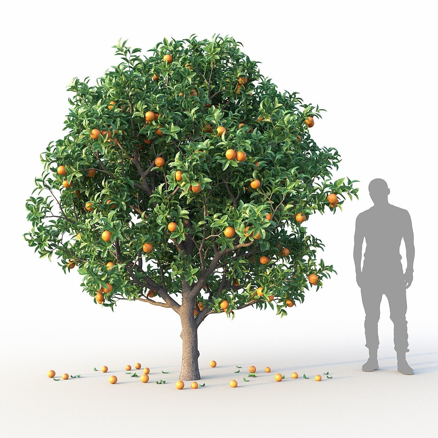 Orange Tree 3D model_1