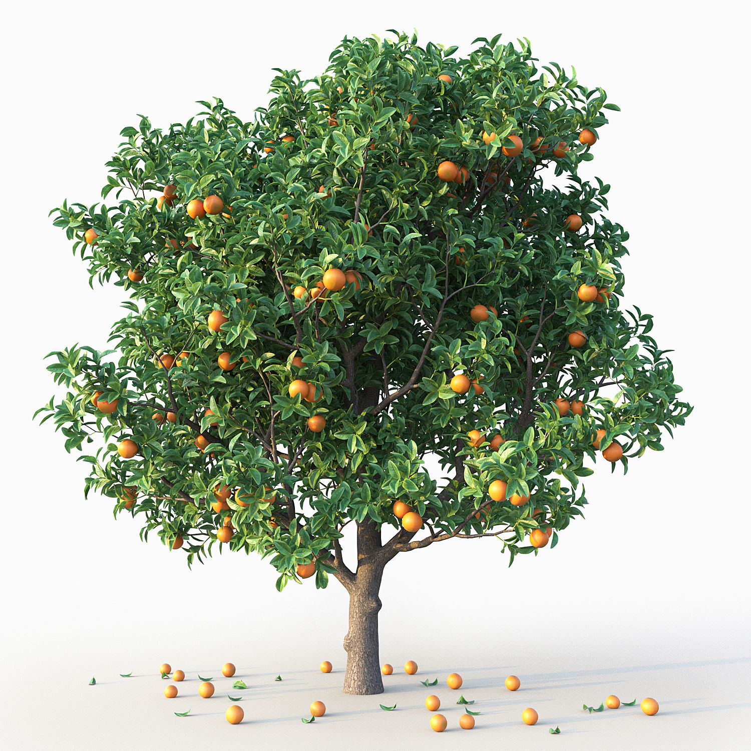 Orange Tree 3D model_2