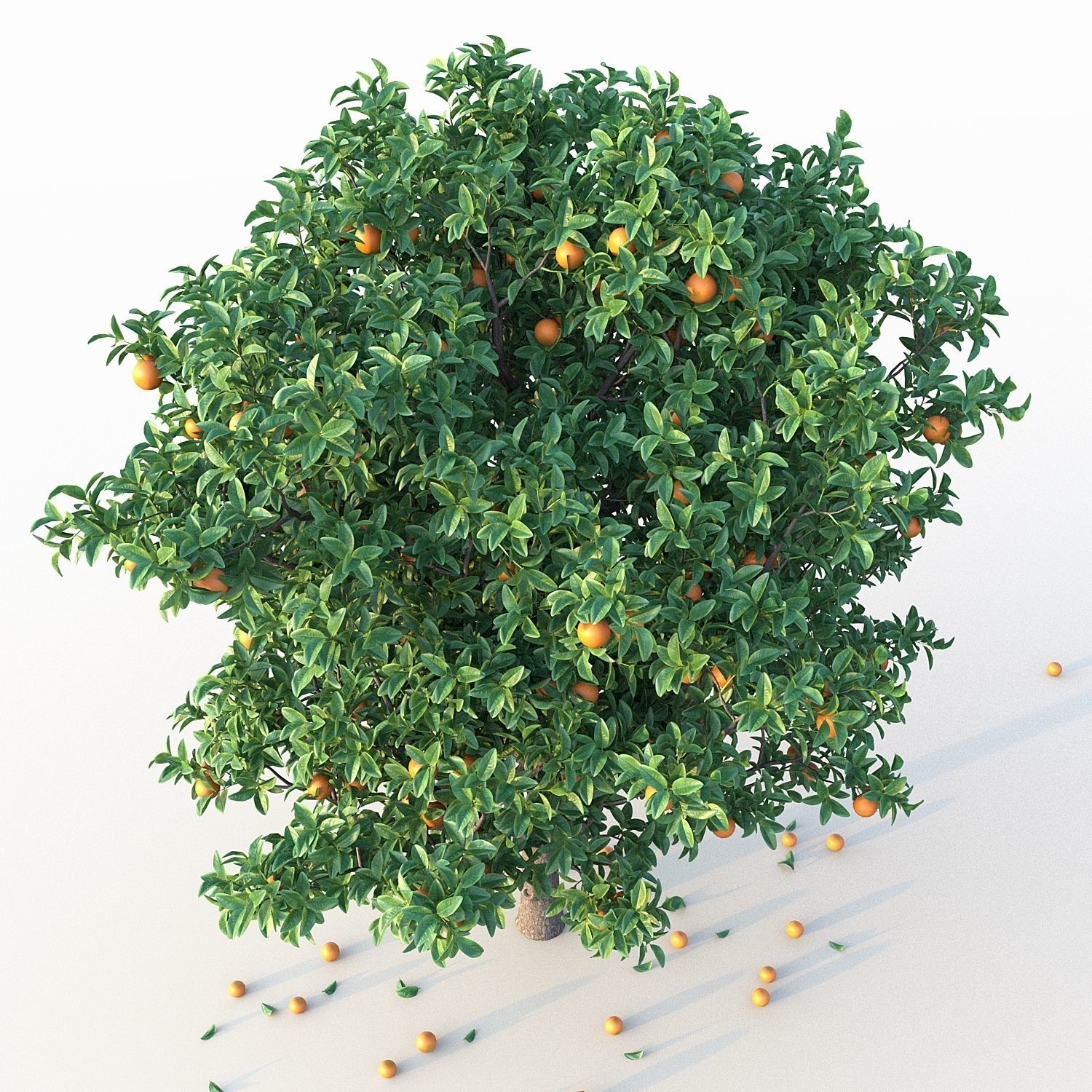 Orange Tree 3D model_4