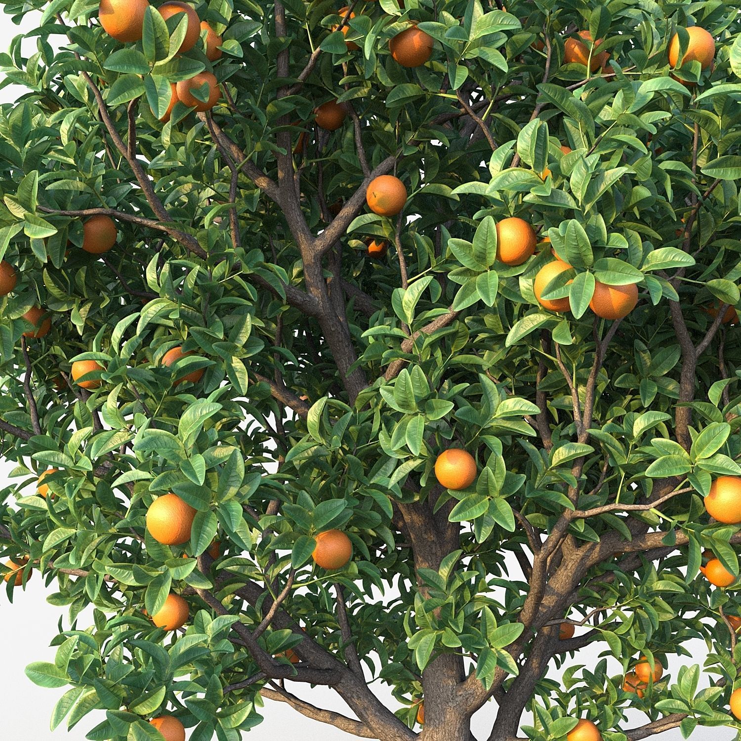 Orange Tree 3D model_3