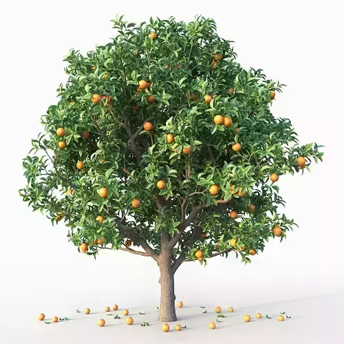 Orange Tree