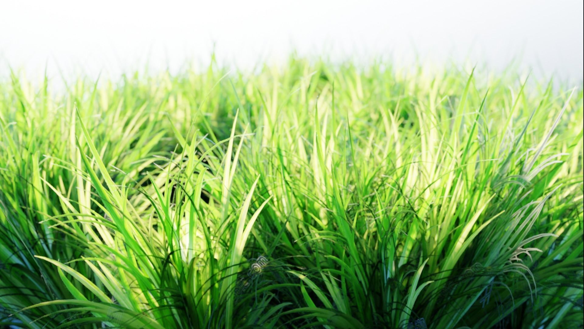 Low Poly Grass pack - 3D Model Low-poly 3D model_10