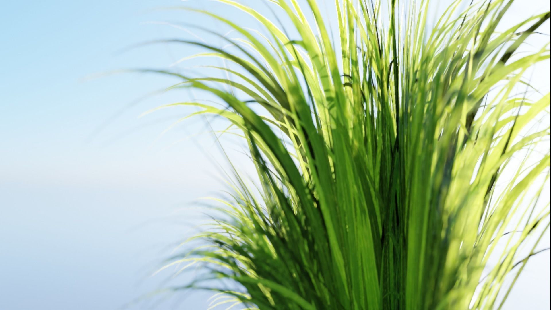 Low Poly Grass pack - 3D Model Low-poly 3D model_23