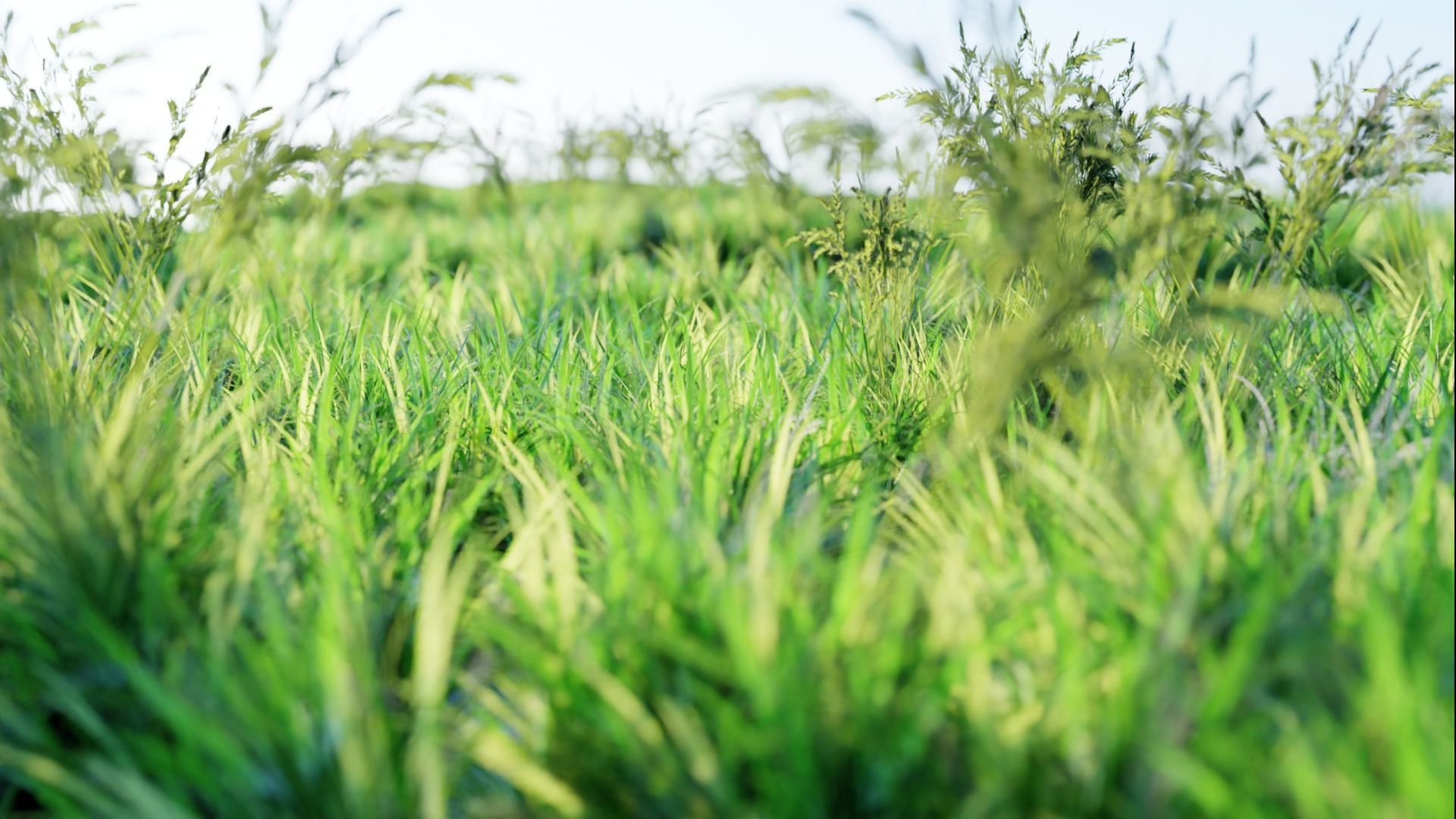 Low Poly Grass pack - 3D Model Low-poly 3D model_31