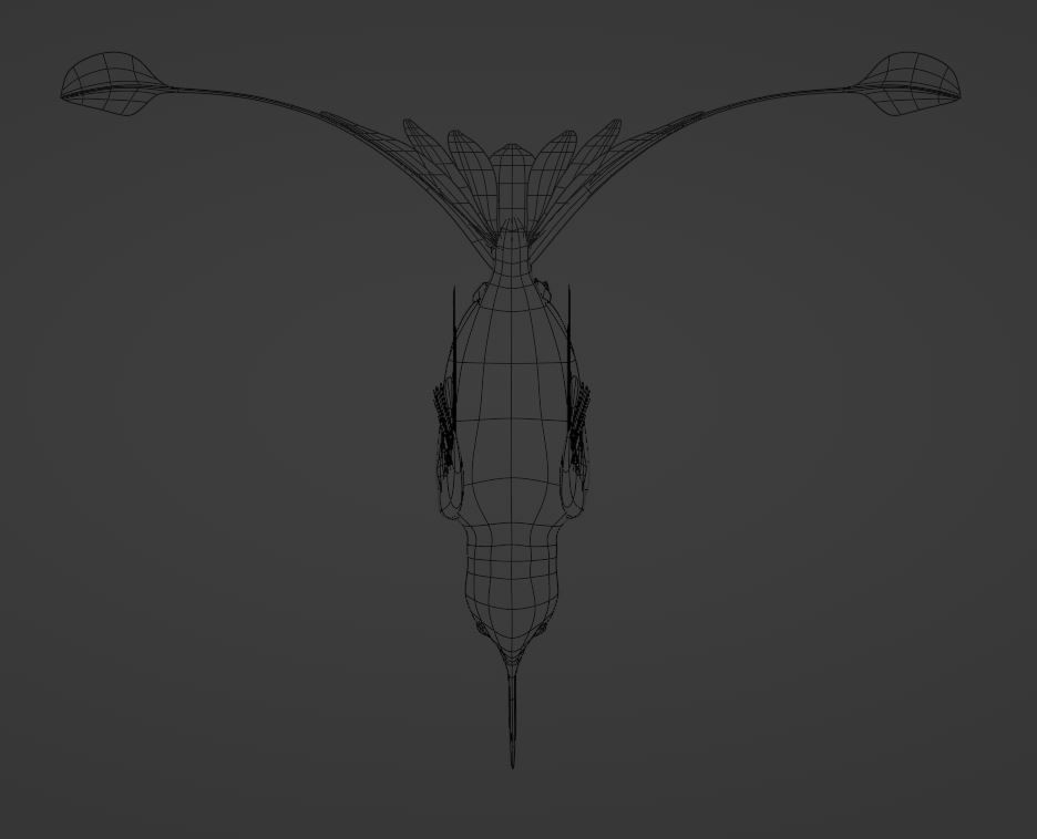 hummingbird 3D model_3