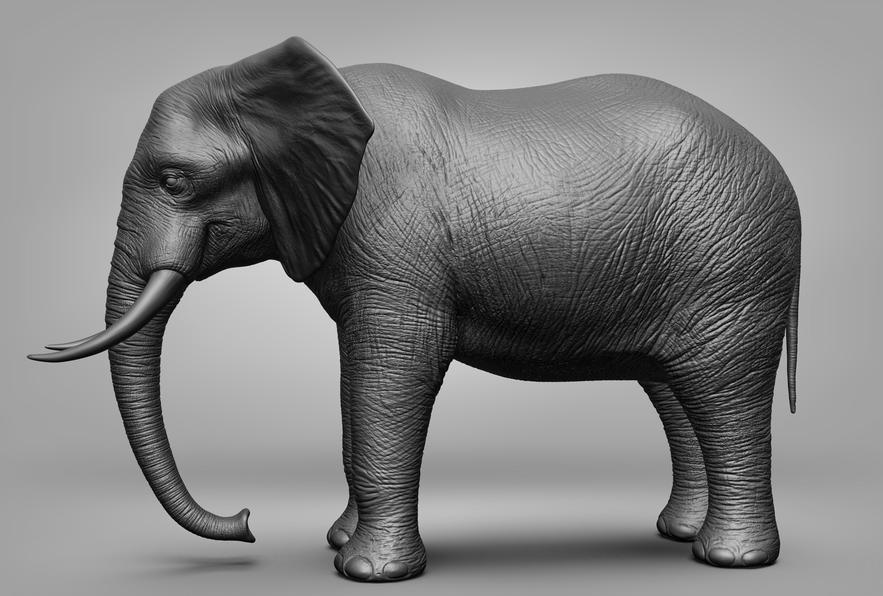 Wild animal collection 3D model_2