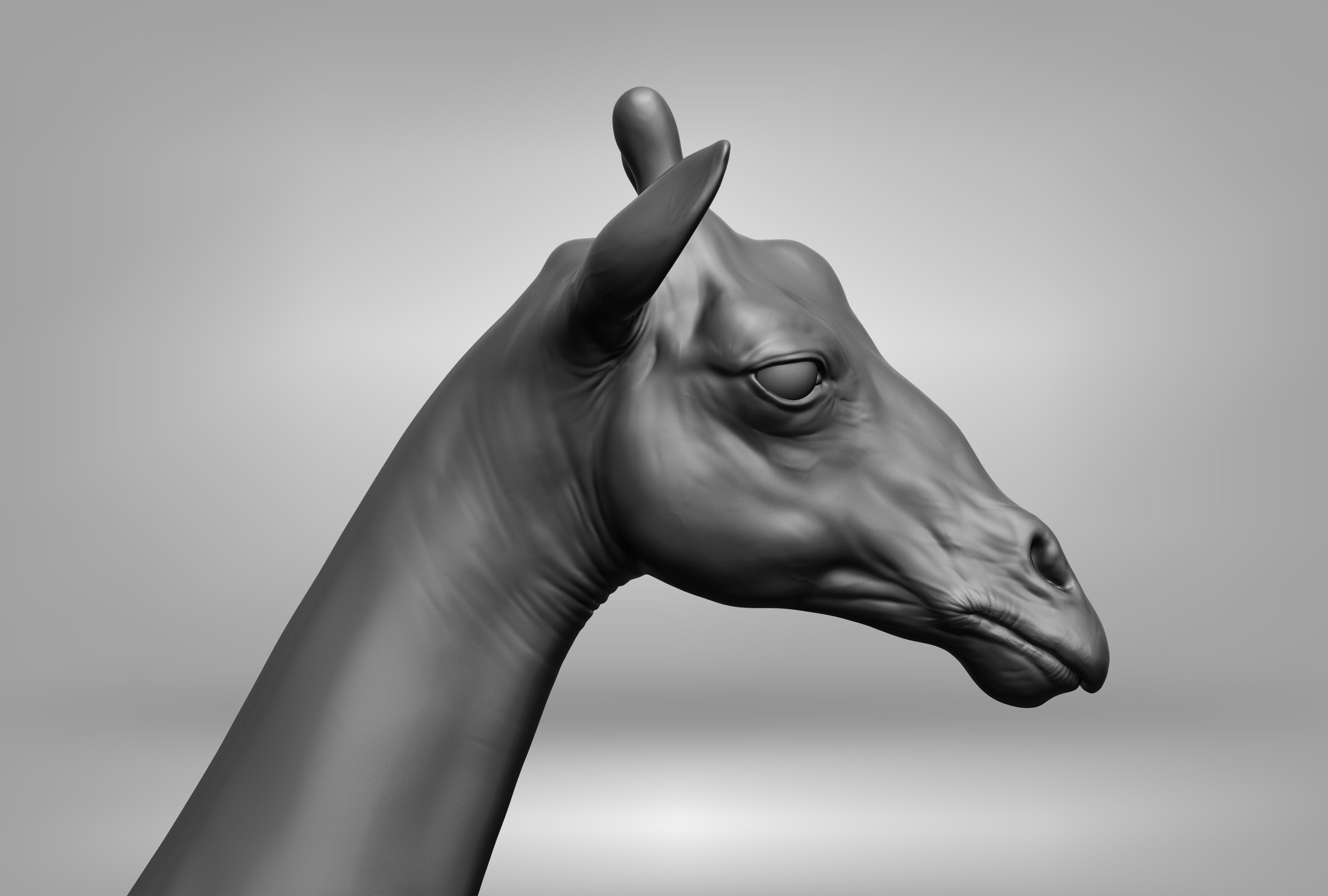 Wild animal collection 3D model_57