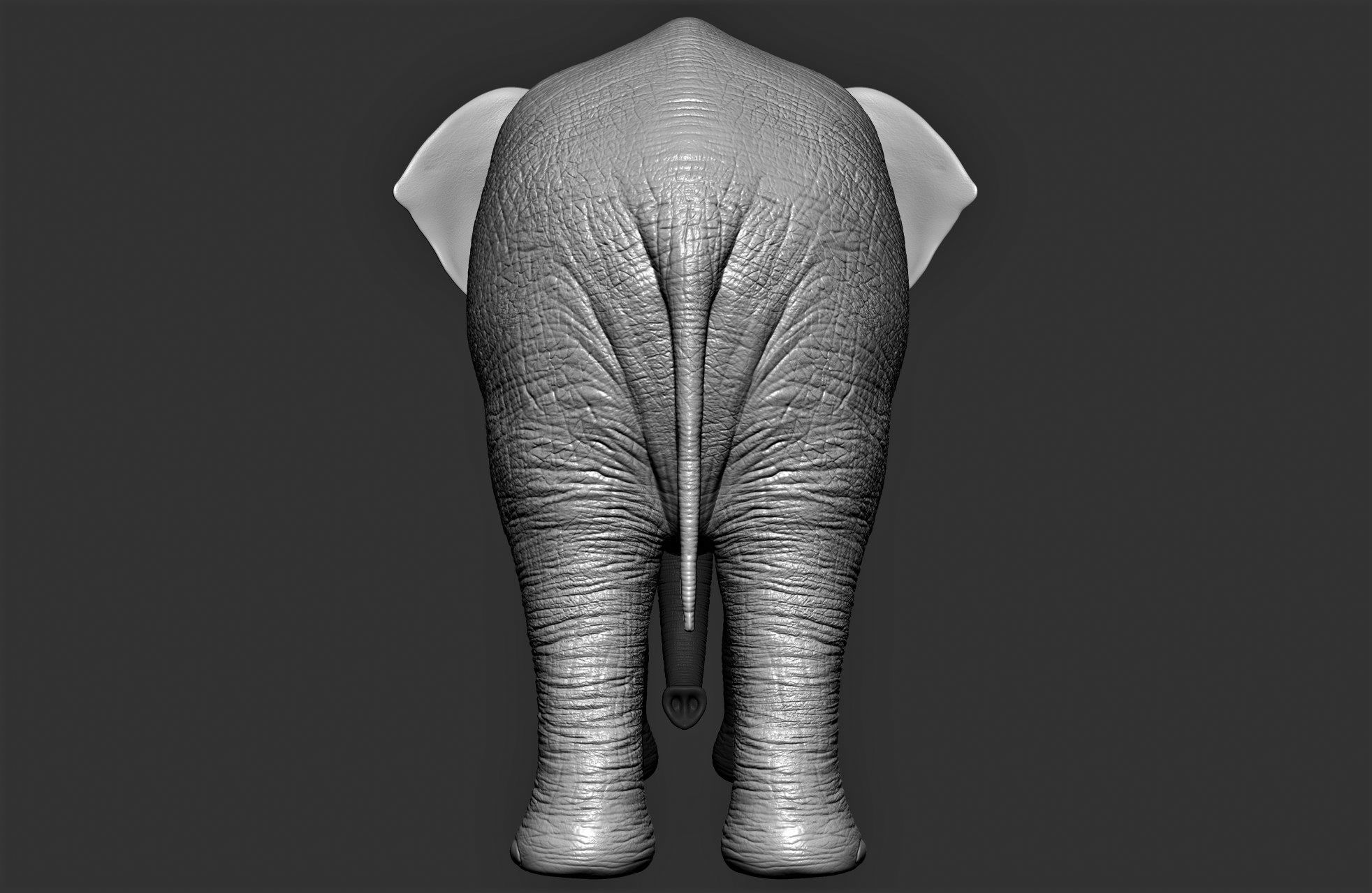 Wild animal collection 3D model_11