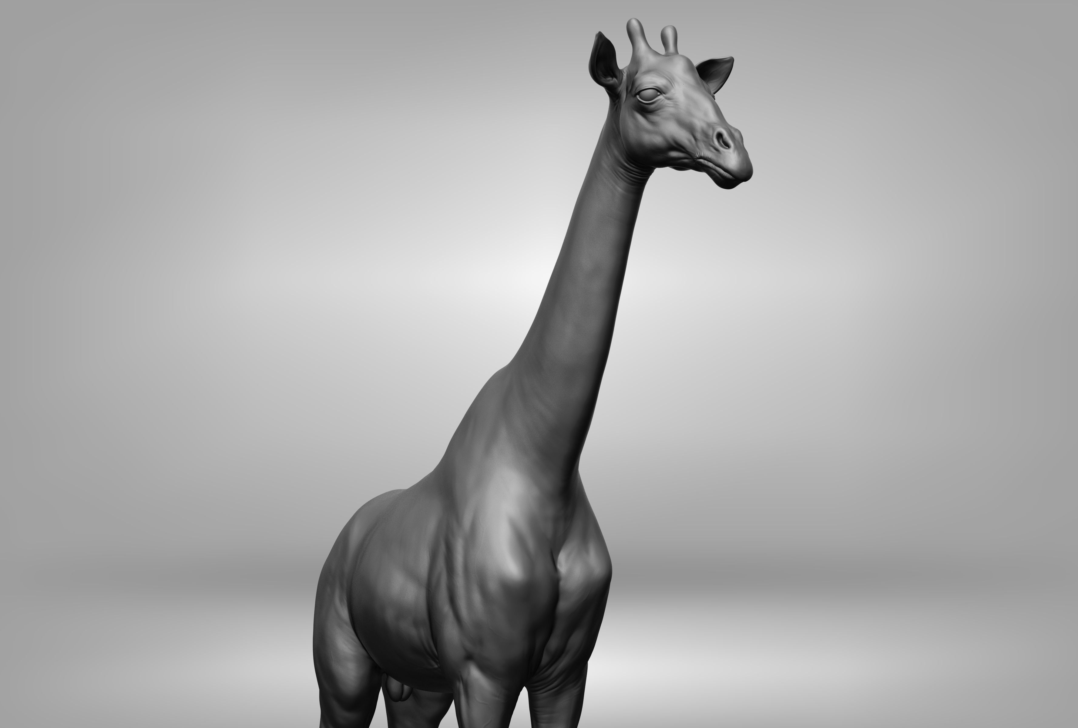 Wild animal collection 3D model_54