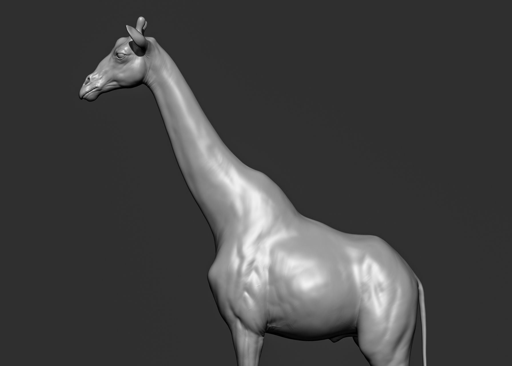 Wild animal collection 3D model_63