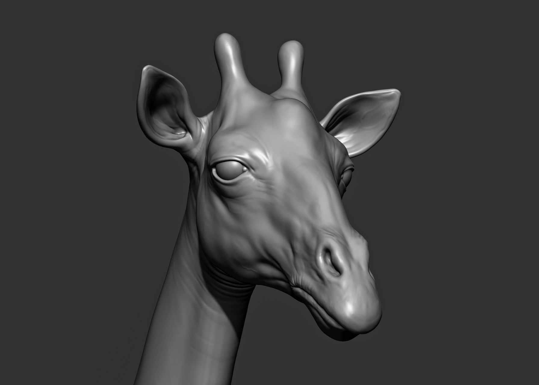 Wild animal collection 3D model_68