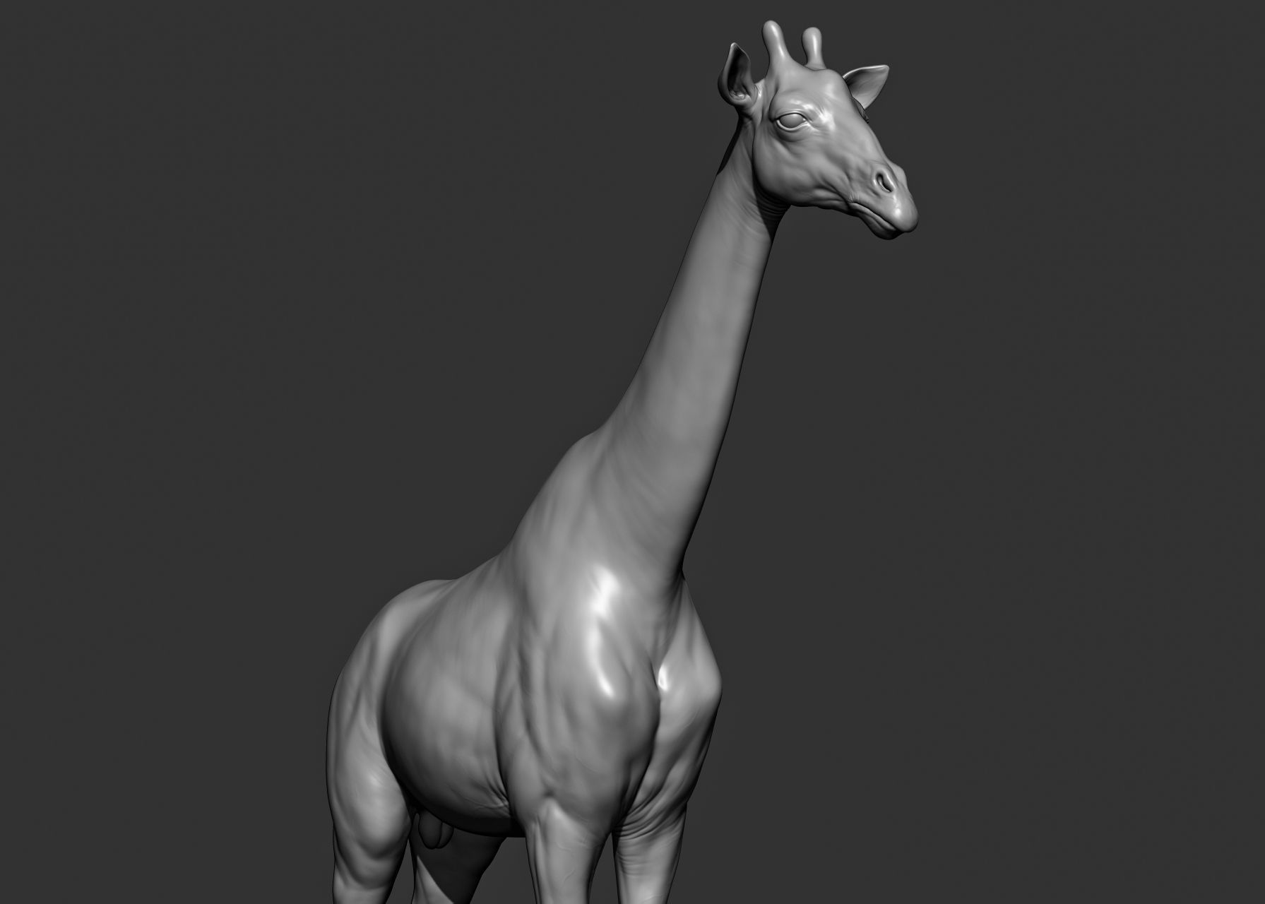 Wild animal collection 3D model_64