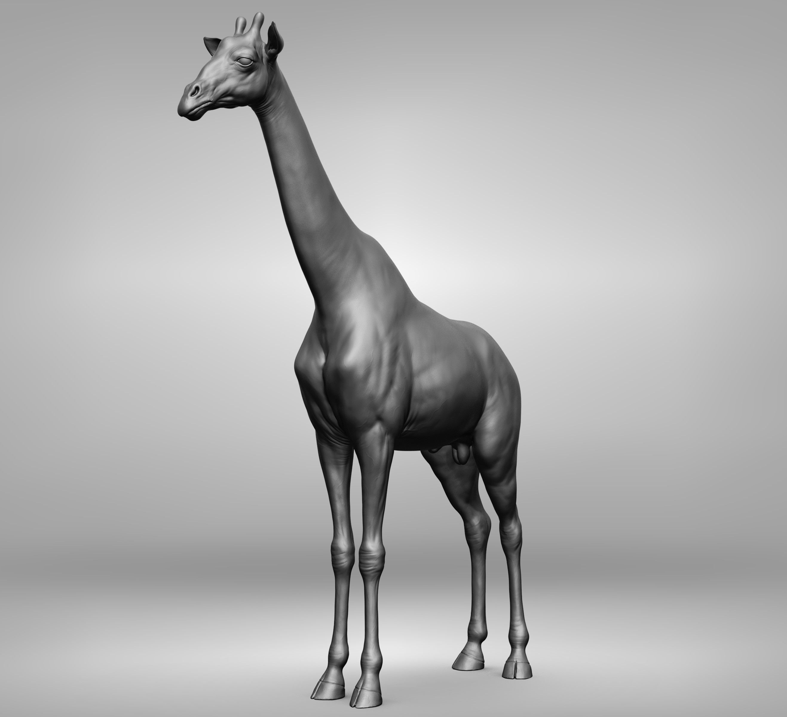Wild animal collection 3D model_49