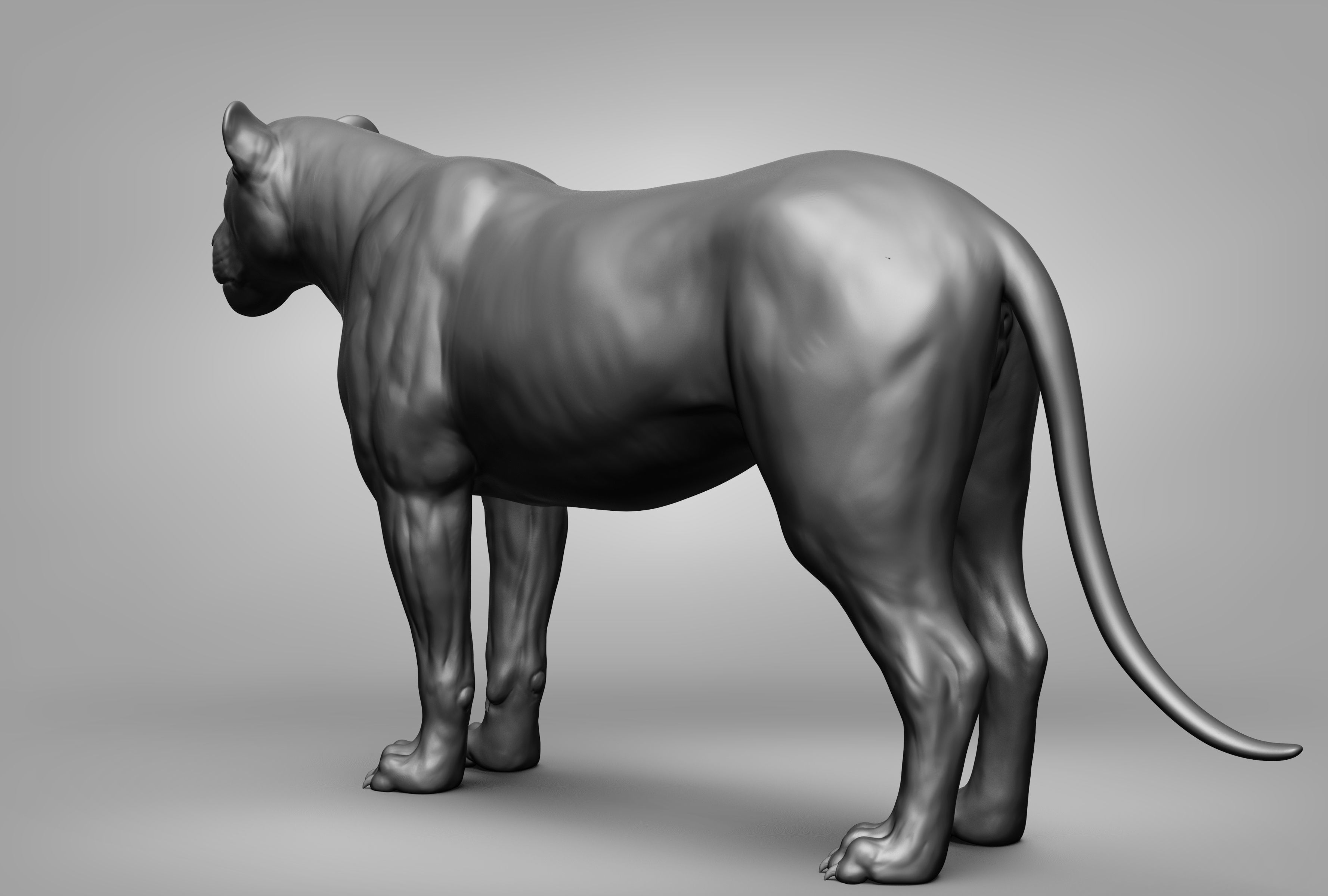 Wild animal collection 3D model_34