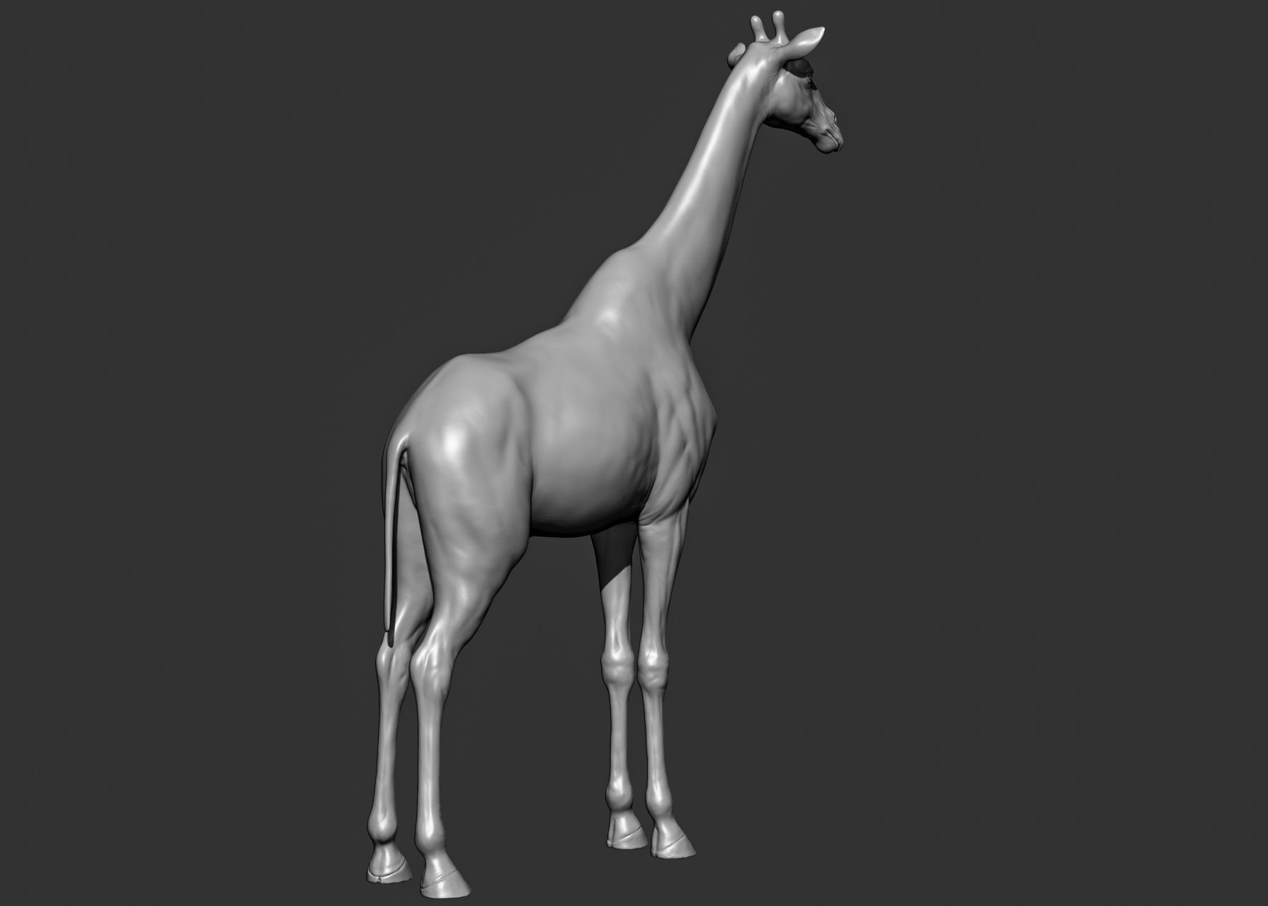Wild animal collection 3D model_61