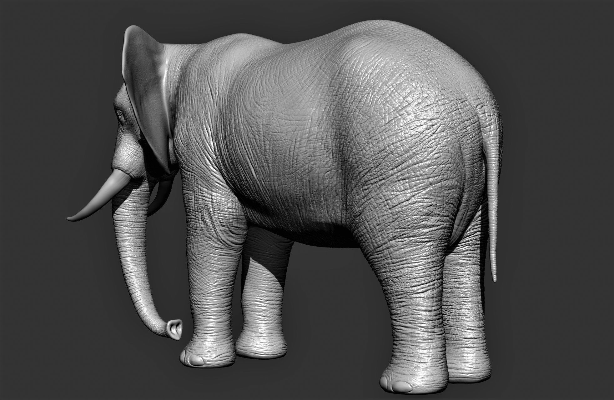 Wild animal collection 3D model_10