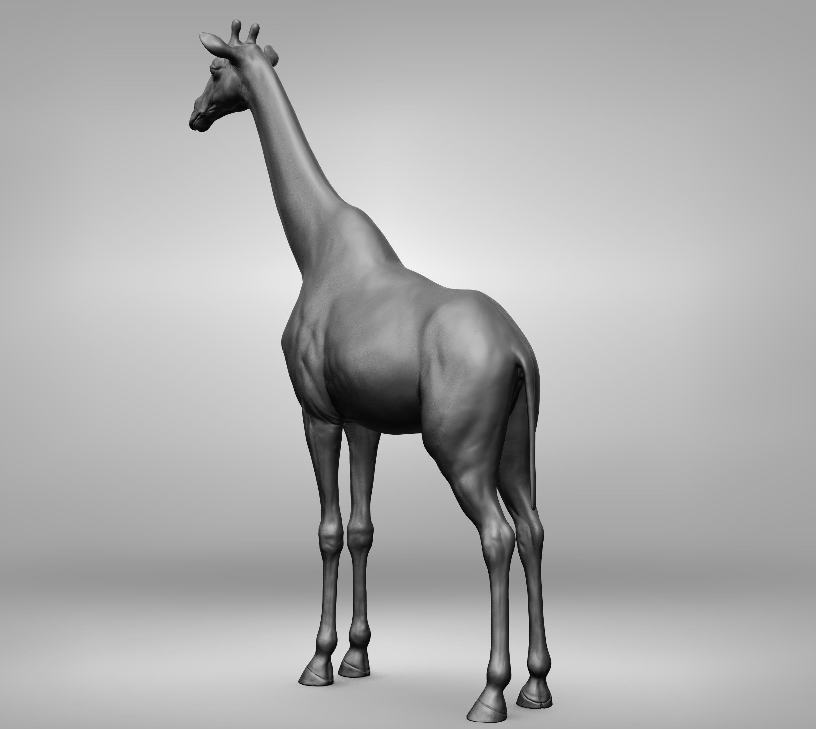 Wild animal collection 3D model_51