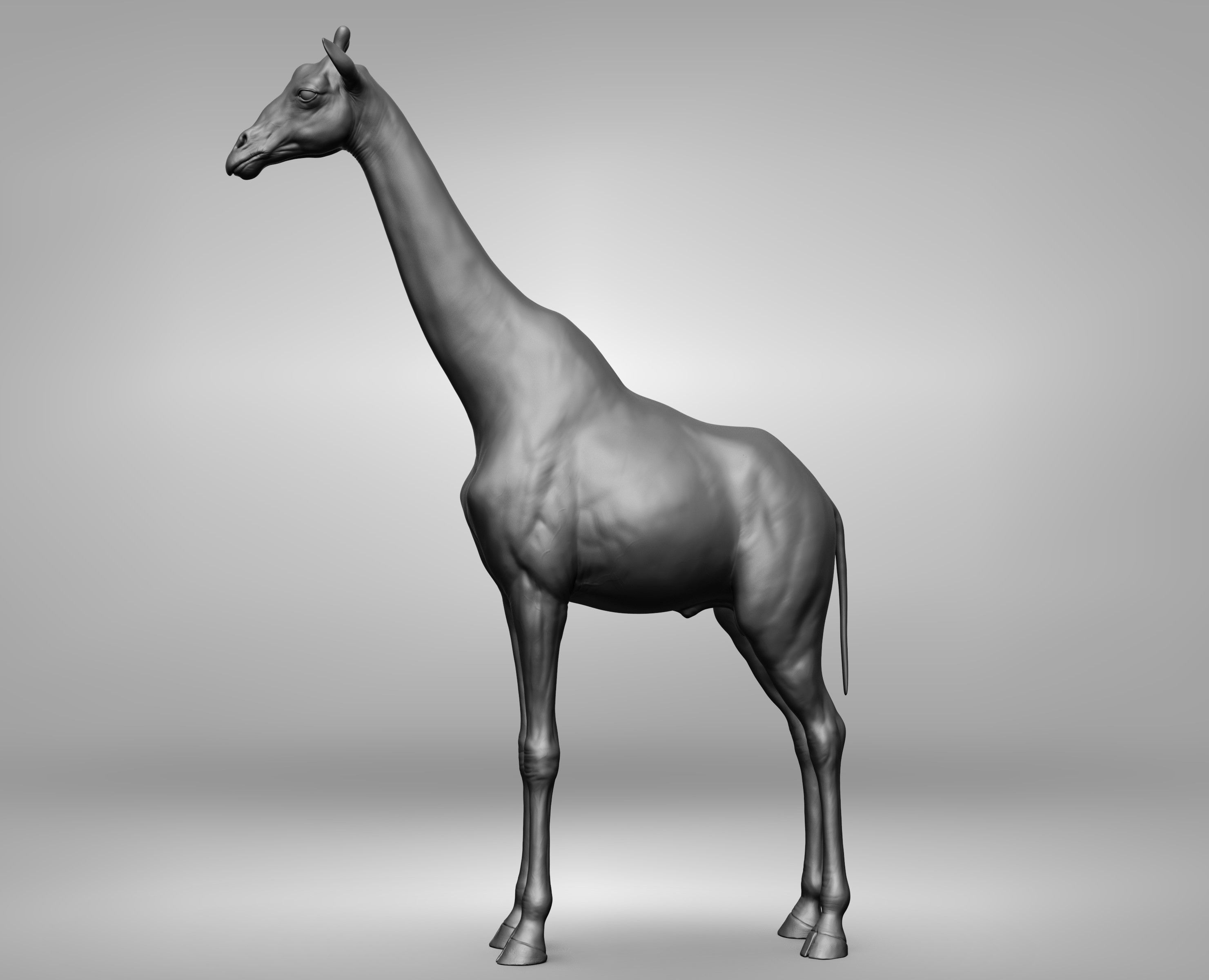 Wild animal collection 3D model_50