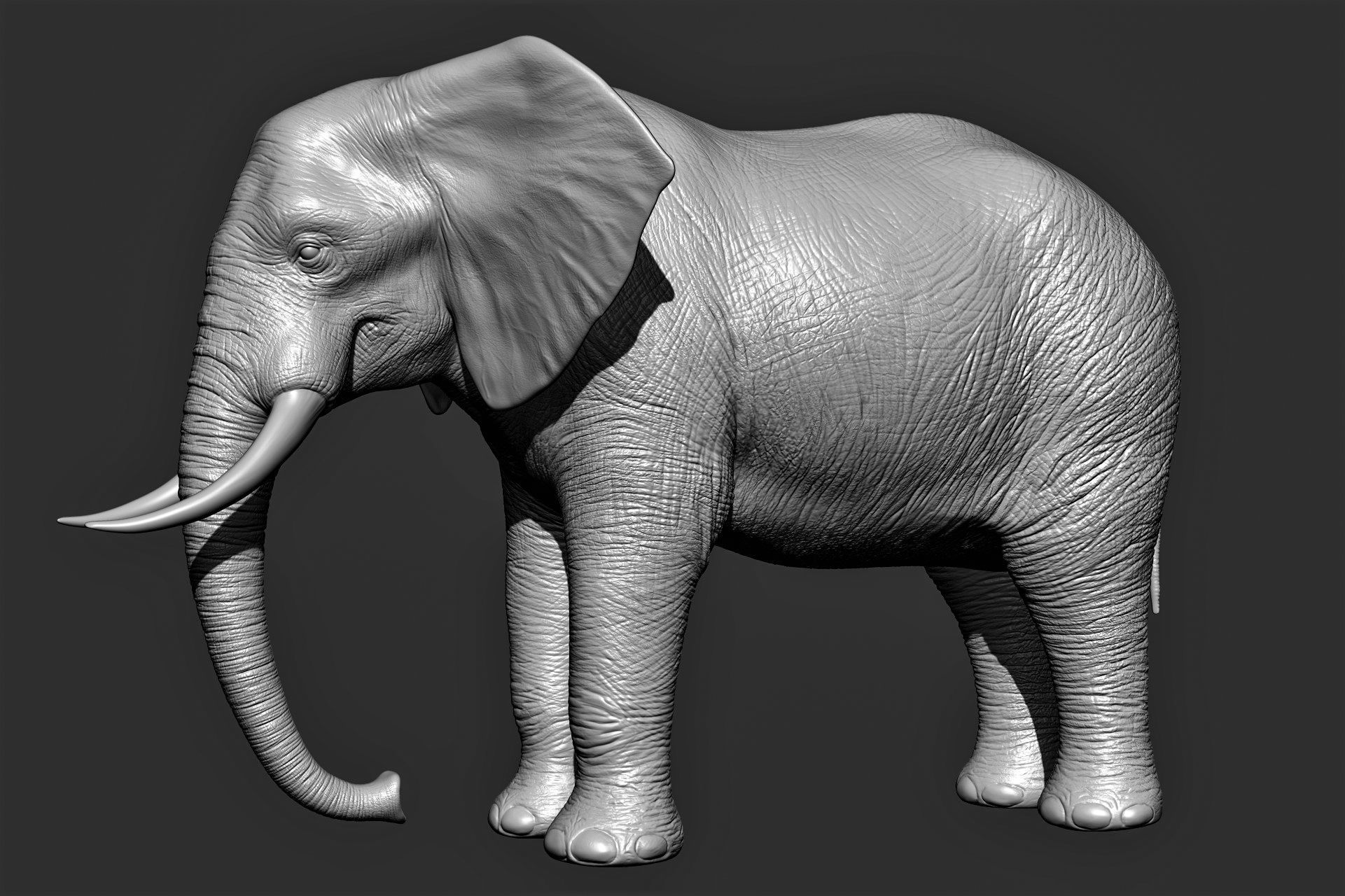 Wild animal collection 3D model_7